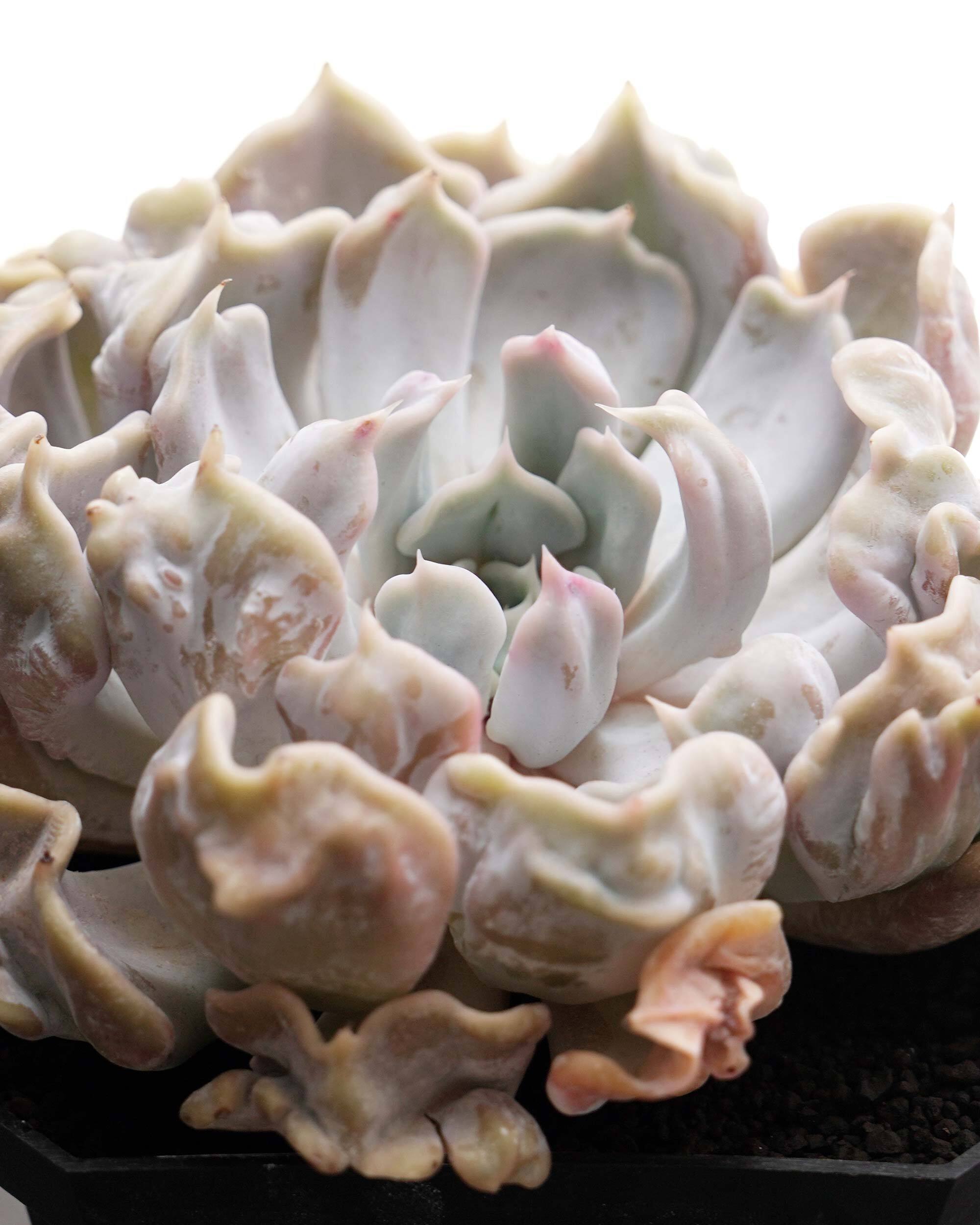 Caesar 親株 オフィスチェア(セルト 肘付き WH/GY) | ニトリネット【公式