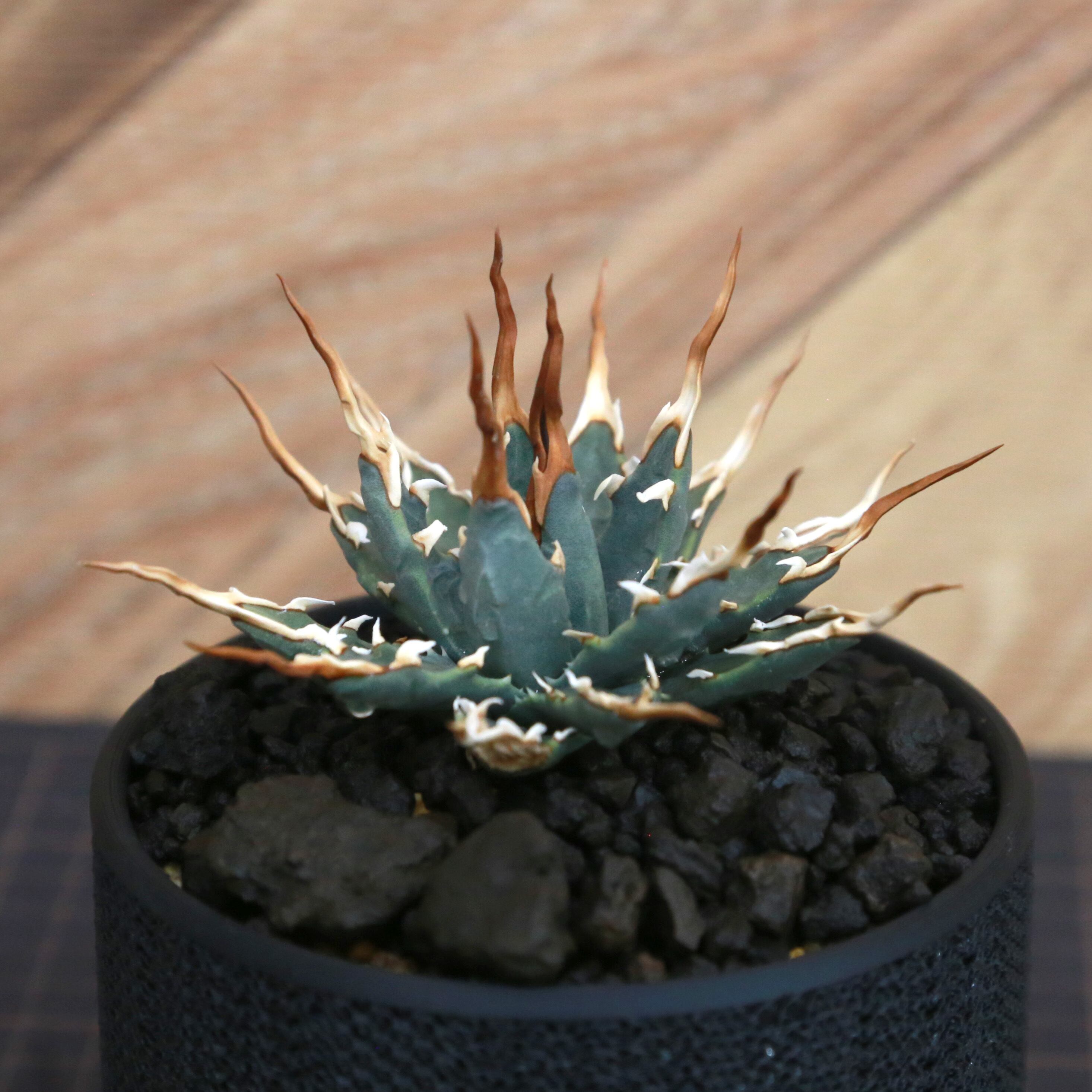 Agave utahensis eborispina アガベ エボリスピナ（実生3年・陽炎・短