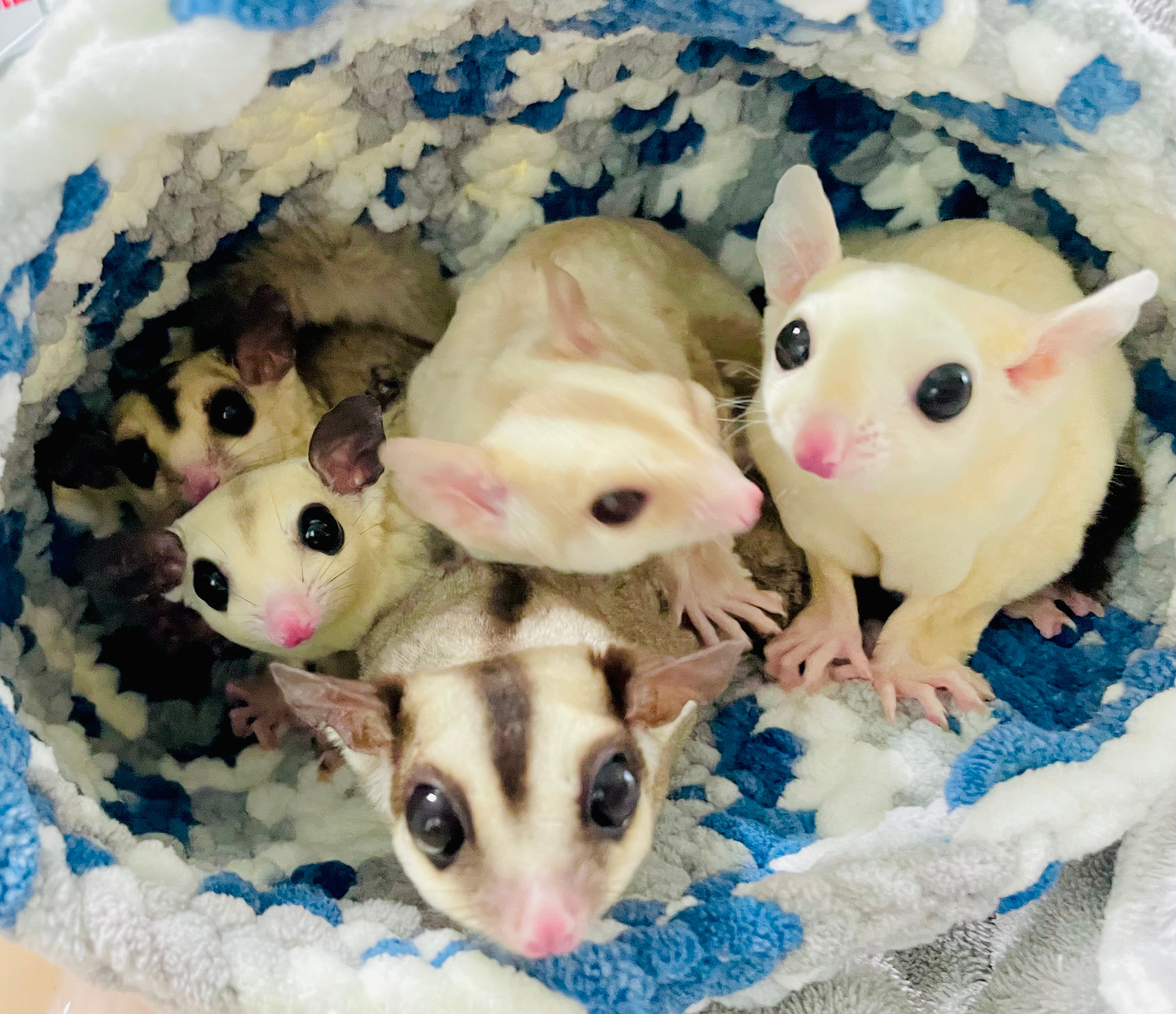 ちんちらバスケット ちい様