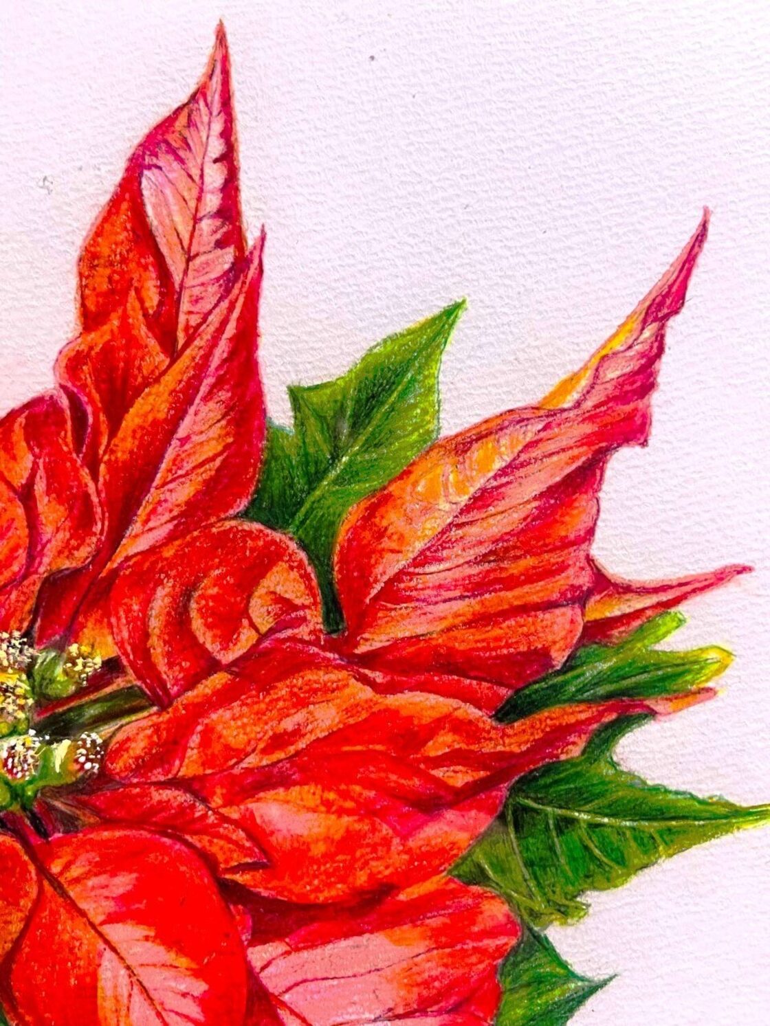 21.ポインセチア (Poinsettia) 色鉛筆画原画作品（1点もの） | Pay ID
