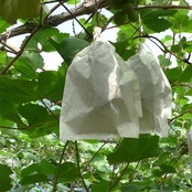 一色本店 果実袋ぶどう デラウエアなどの育成に適したブドウ用 K-14 50枚入り