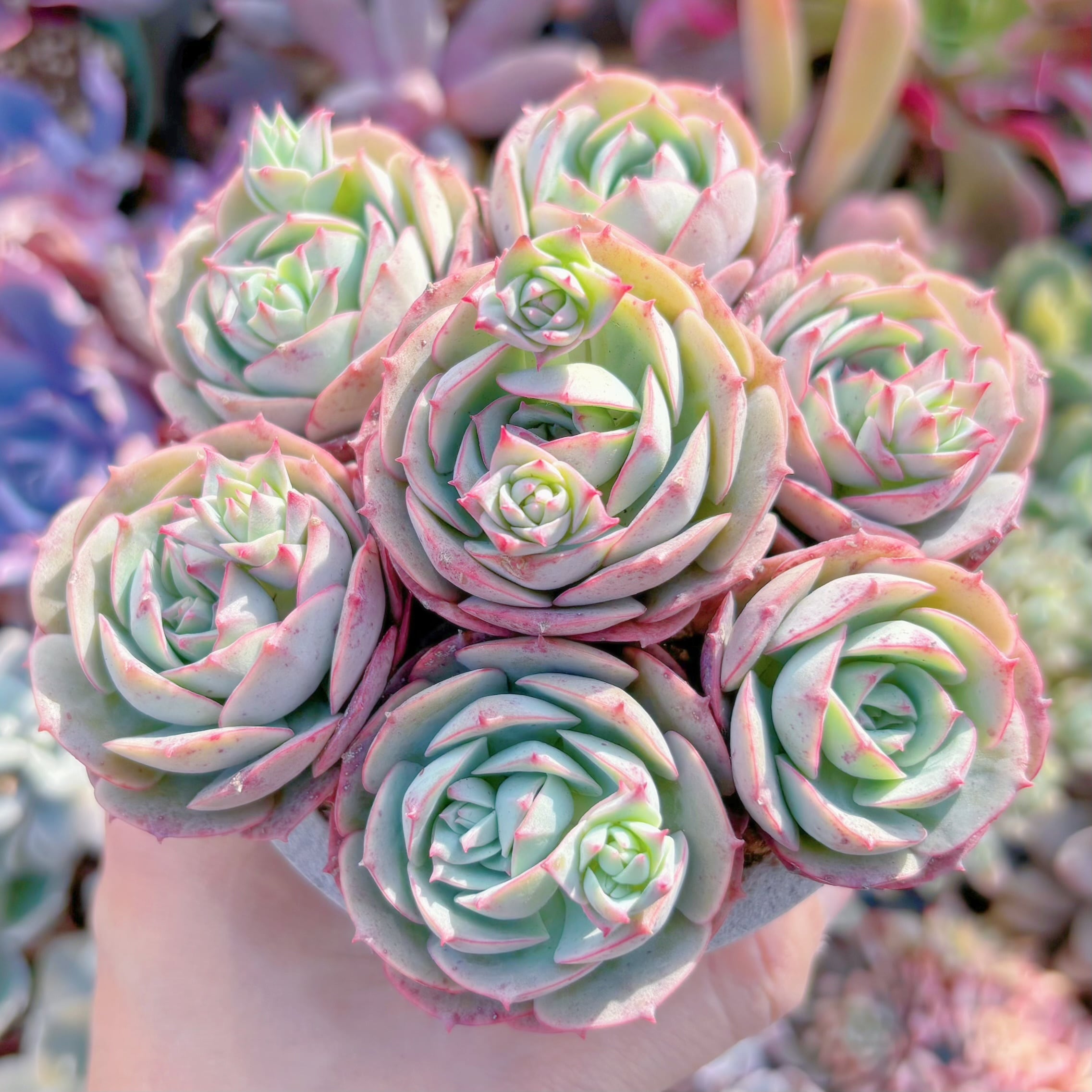 多肉植物　イタリアローズ7頭　新入荷　るる農園