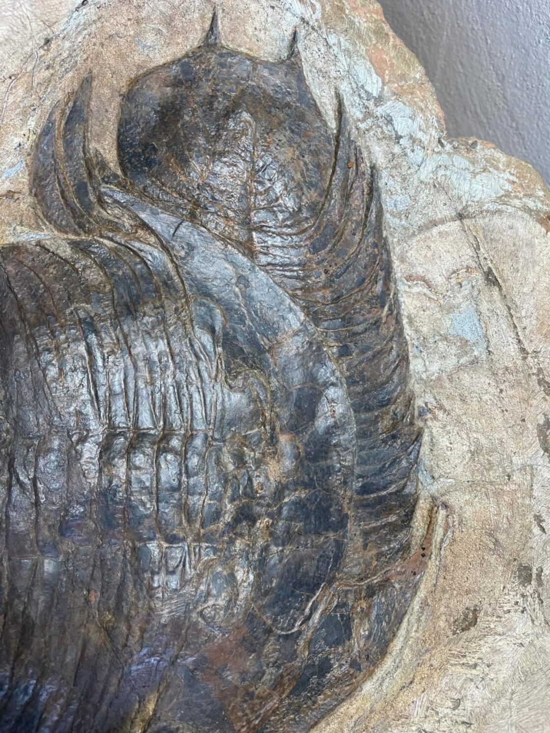 希少種！大型！三葉虫【Dikelokephalina brenchleyi】【9.78 kg 