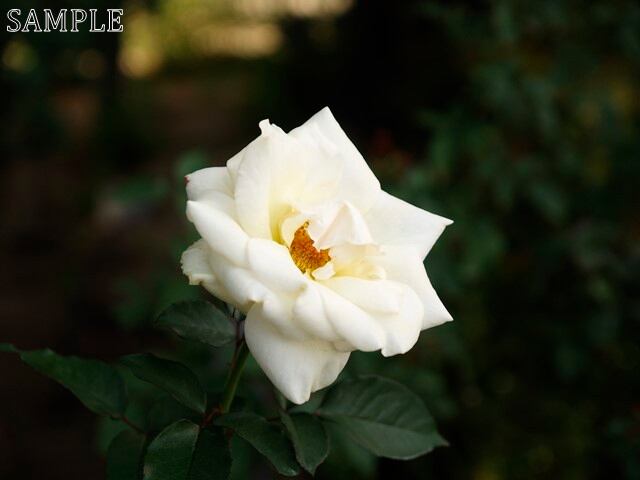 薔薇　レーシー・レディ  JPEG