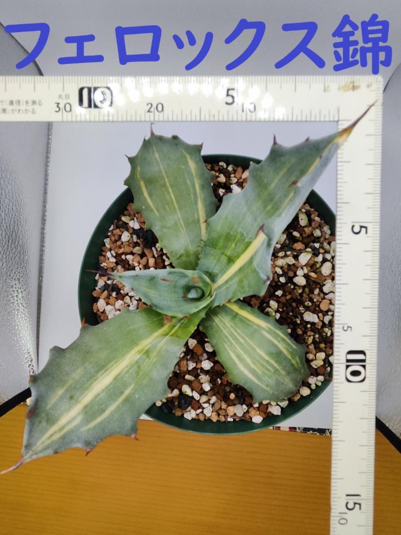 FX04 フェロックス錦（アガベ サルミアナ） | HM Plants