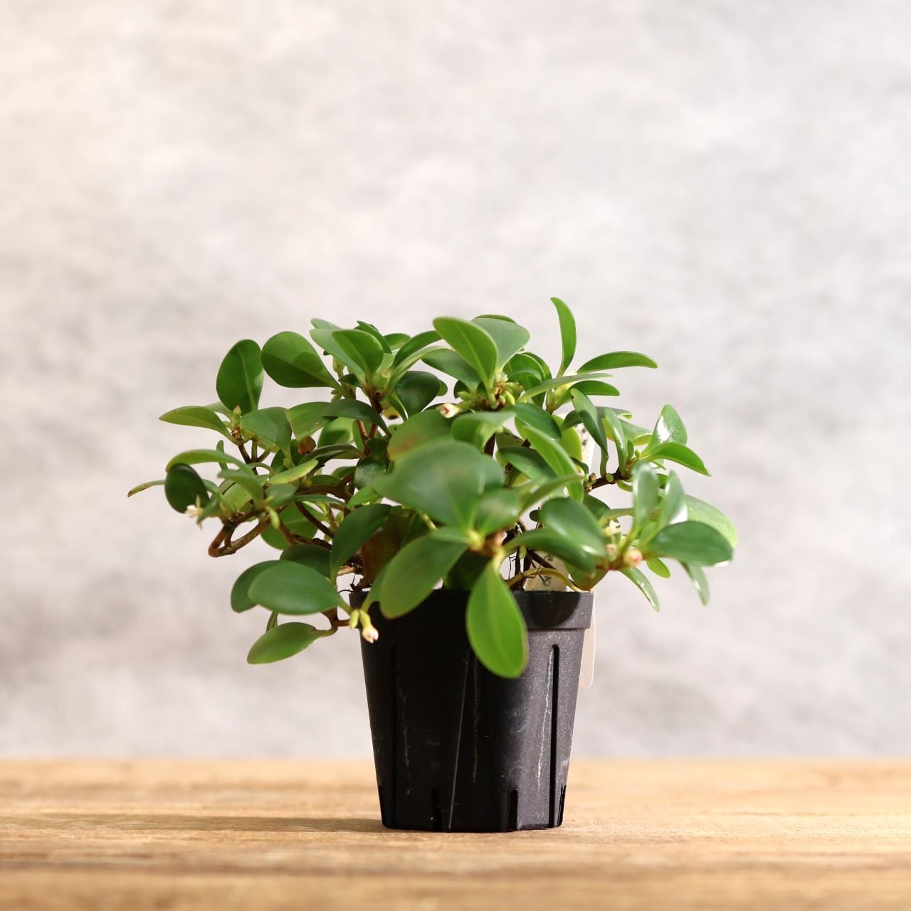 270 可憐に咲く小さな花『パキセントリア・グラウカ Pachycentria