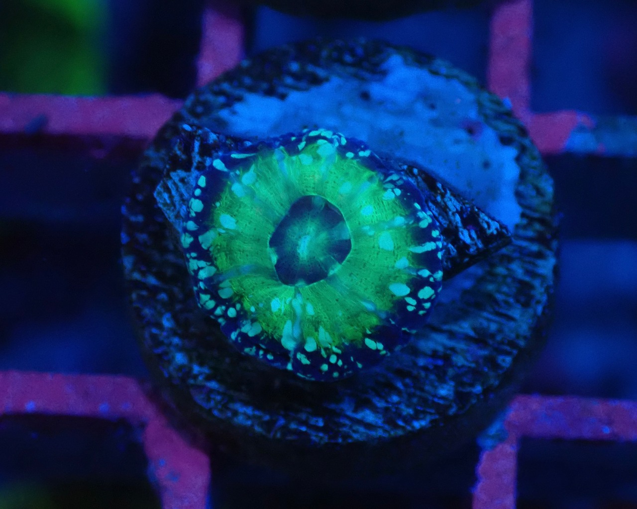 Scolymia Baby "UFO" 6