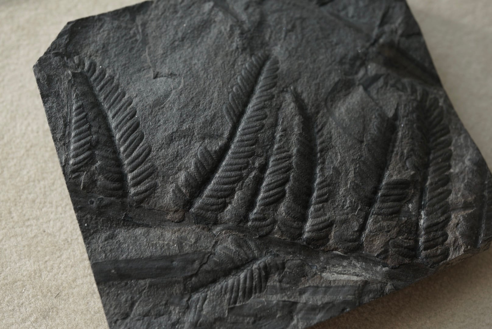 フランス産シダ植物化石 Pecopteris sp. 1656 | 叙景 jokei