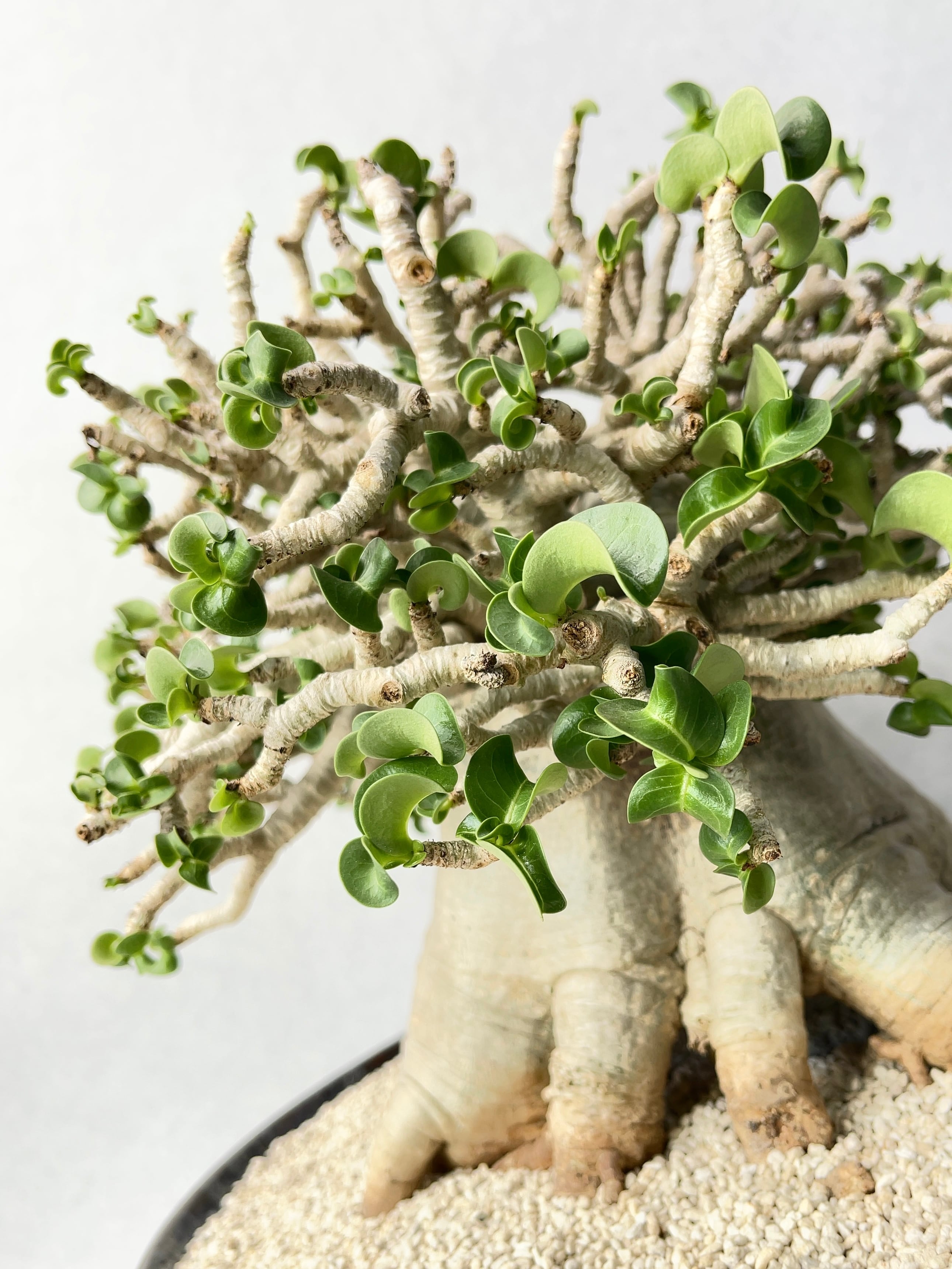 極上個体！アデニウム　ソコトラナム　メデューサ IMG_8860_01240ff3-3c01-4946-