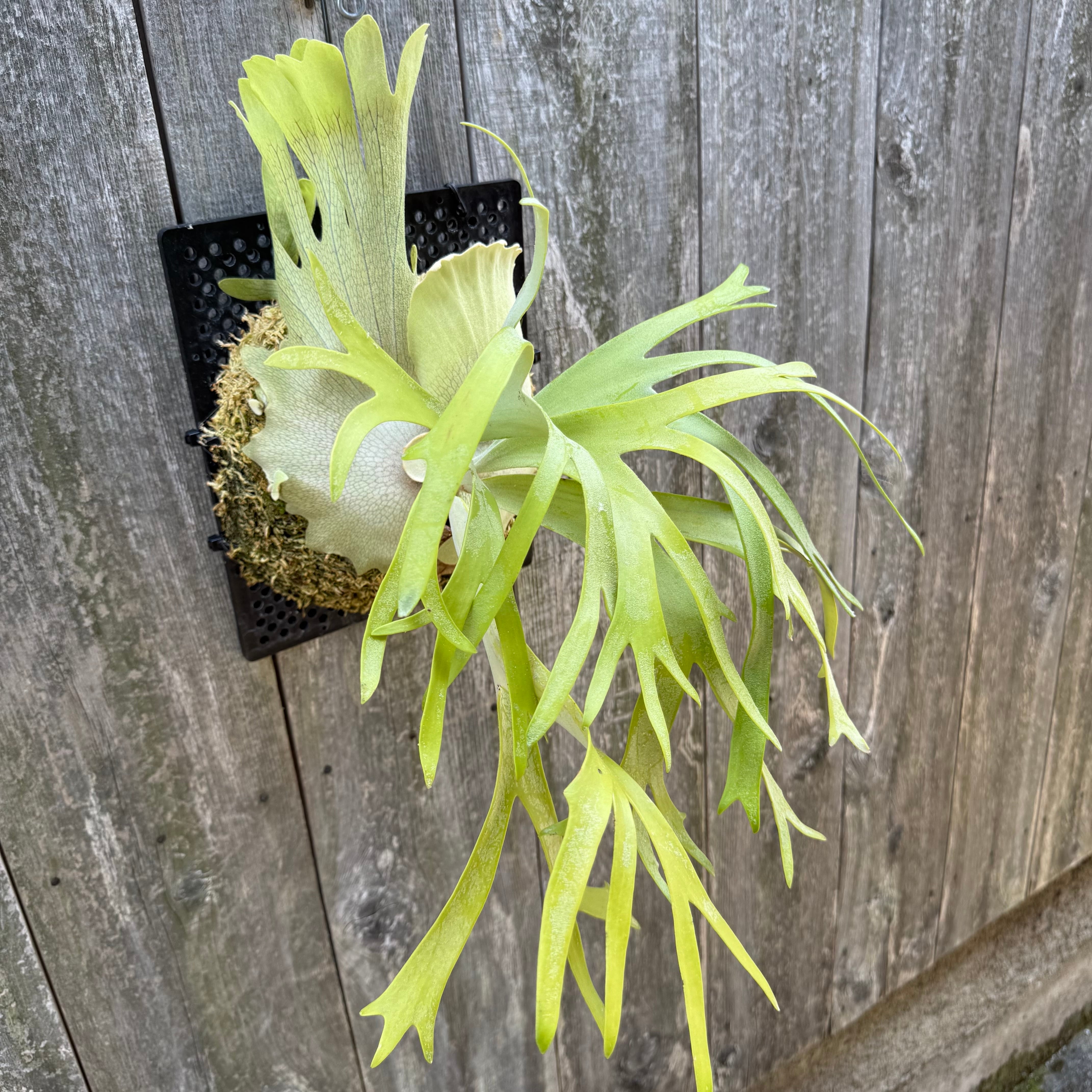 P. willinckii cv. Ryusei (pup) | naturefix
