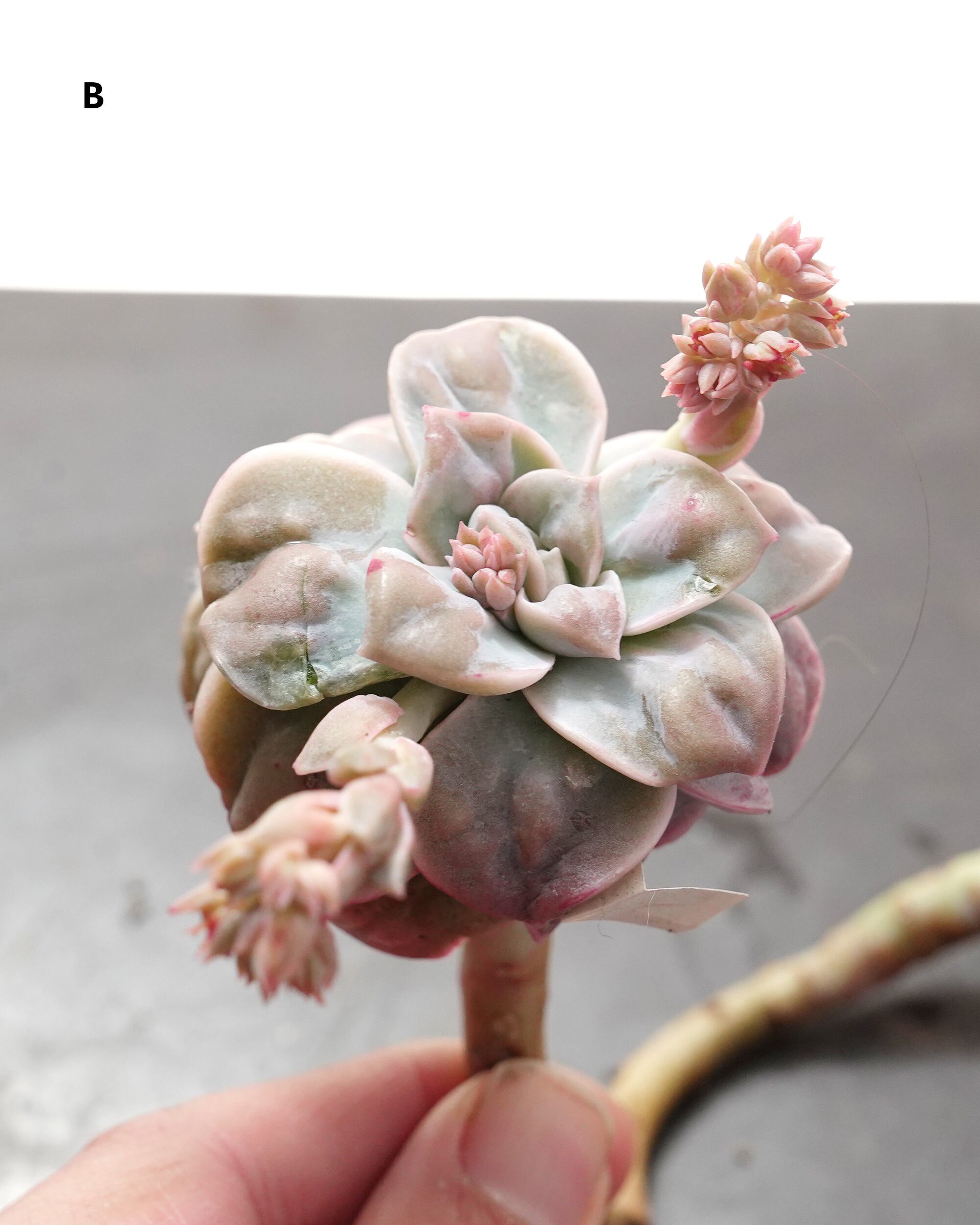 カット苗 ラブリーローズ ドロップス Echeveria 'Lovely Rose Drops