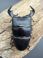 【WD】《ダイオウヒラタ イジェン産 81.5mm ペア》