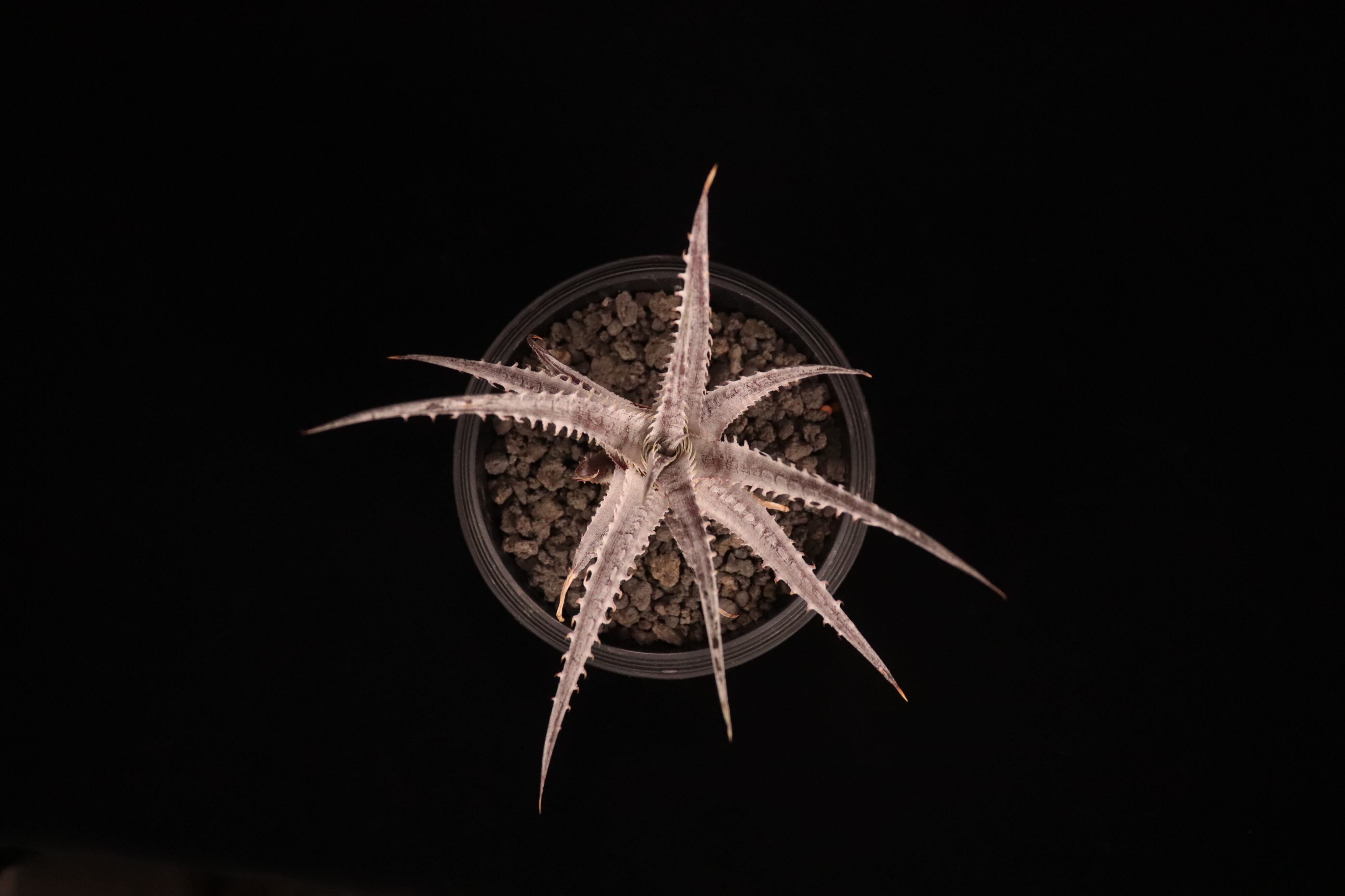 送料無料】Dyckia 'Armorgon'〔ディッキア〕現品発送D488 | PAY ID