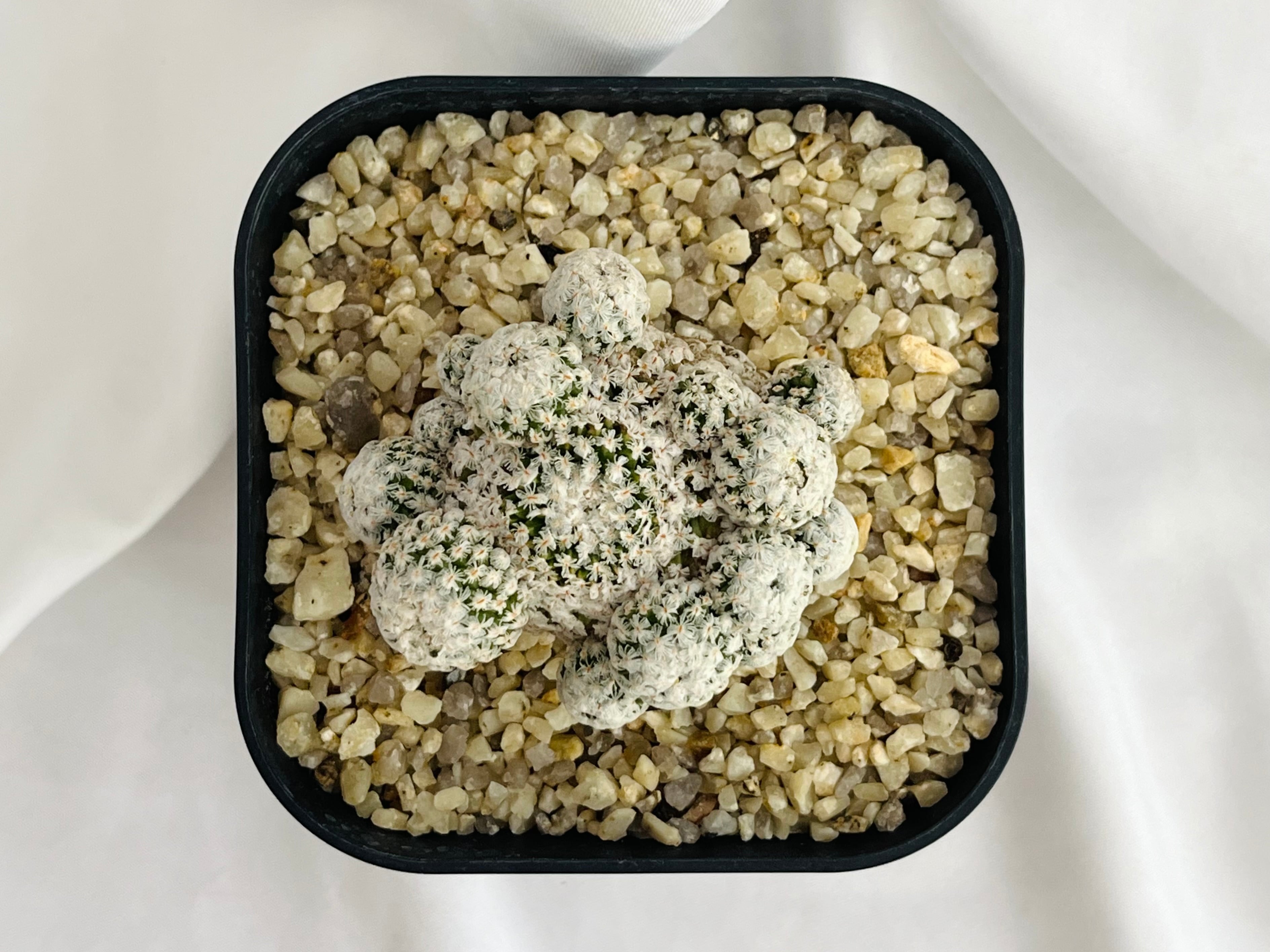 Turbinicarpus valdezianus ツルビニカルプス スーパーバラ丸 サボテン