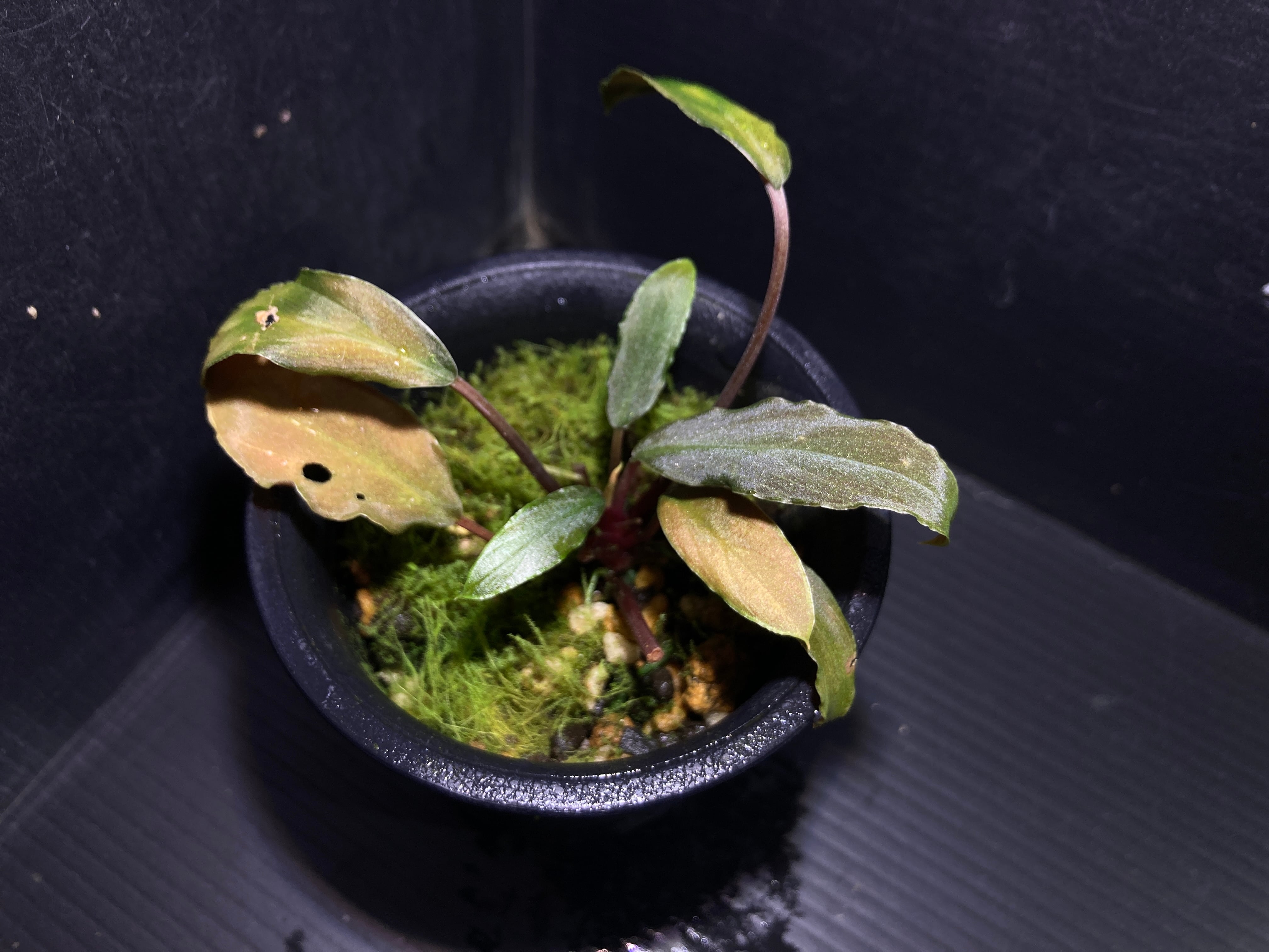 ホマロメナ | AquaFocus