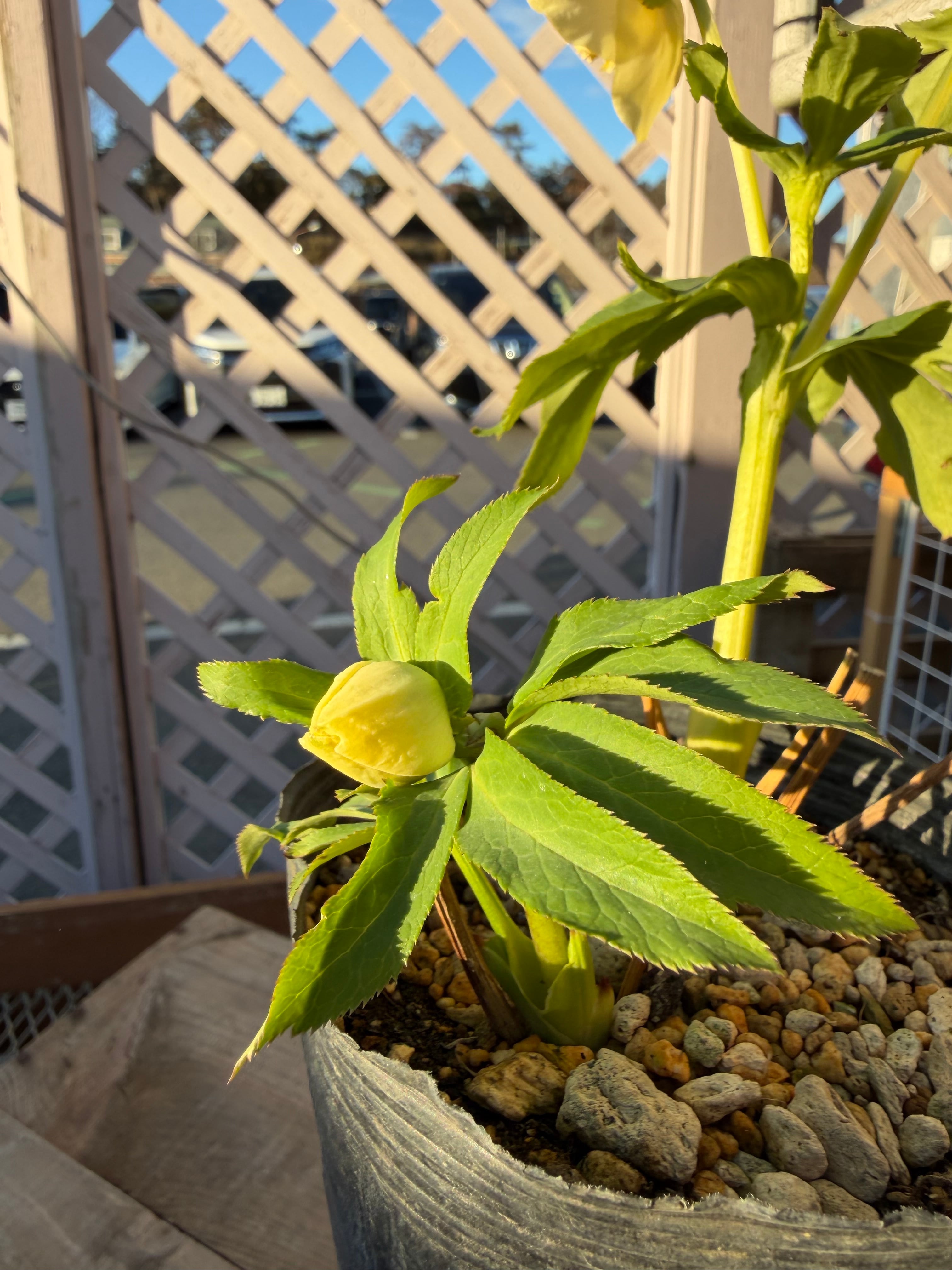 ゴールドモーリー系モリモリsd 加藤農園 クリスマスローズ【Ka98】送料