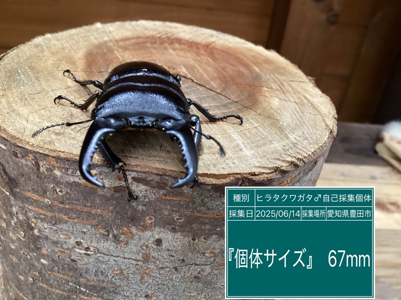 本土ヒラタクワガタ愛知県産ペア NO29 ♂67mm ♀36.5mm | 国産クワガタ
