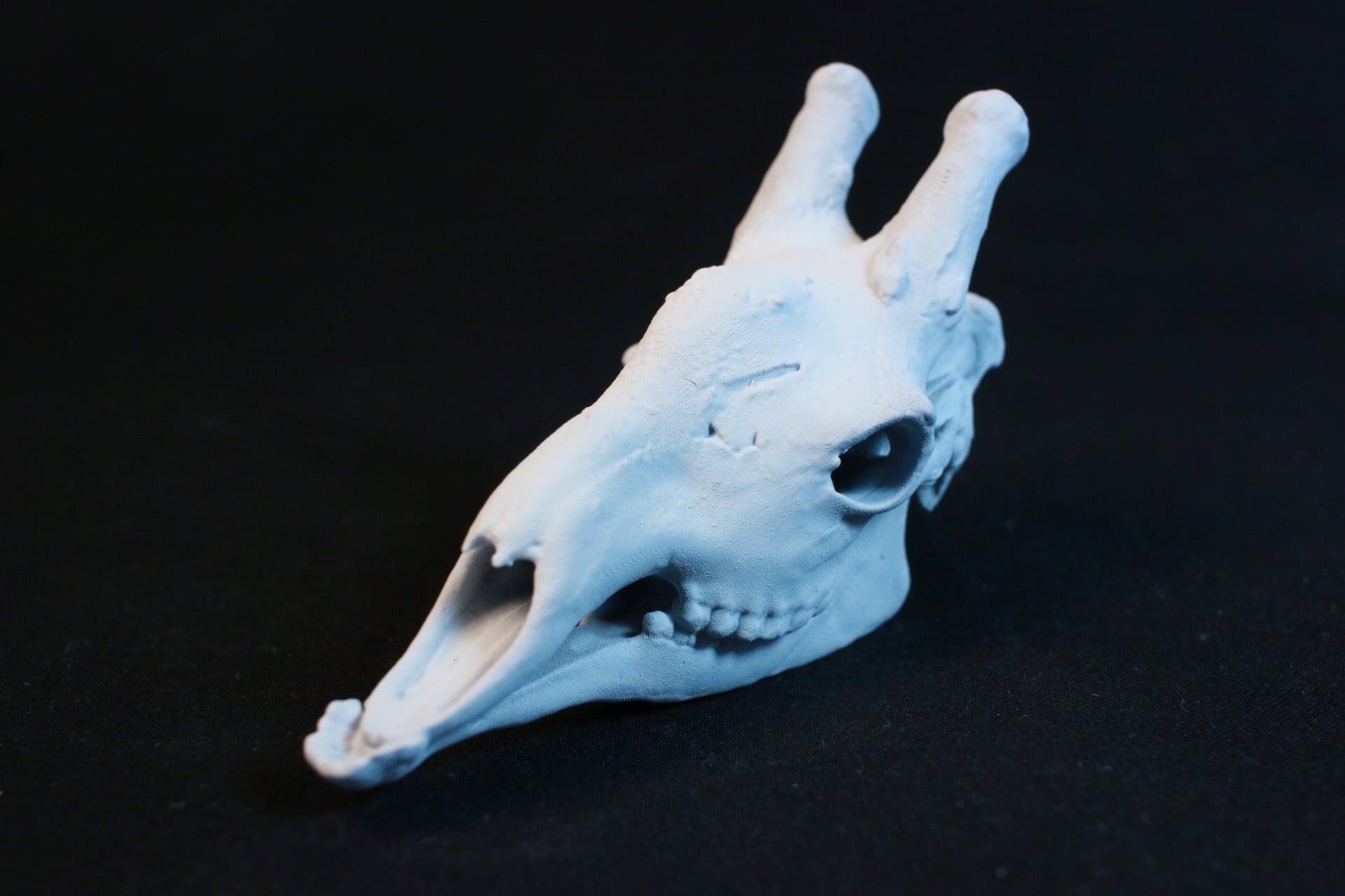 キリン頭骨レプリカ【手のひらサイズ】 | アンフィ合同会社