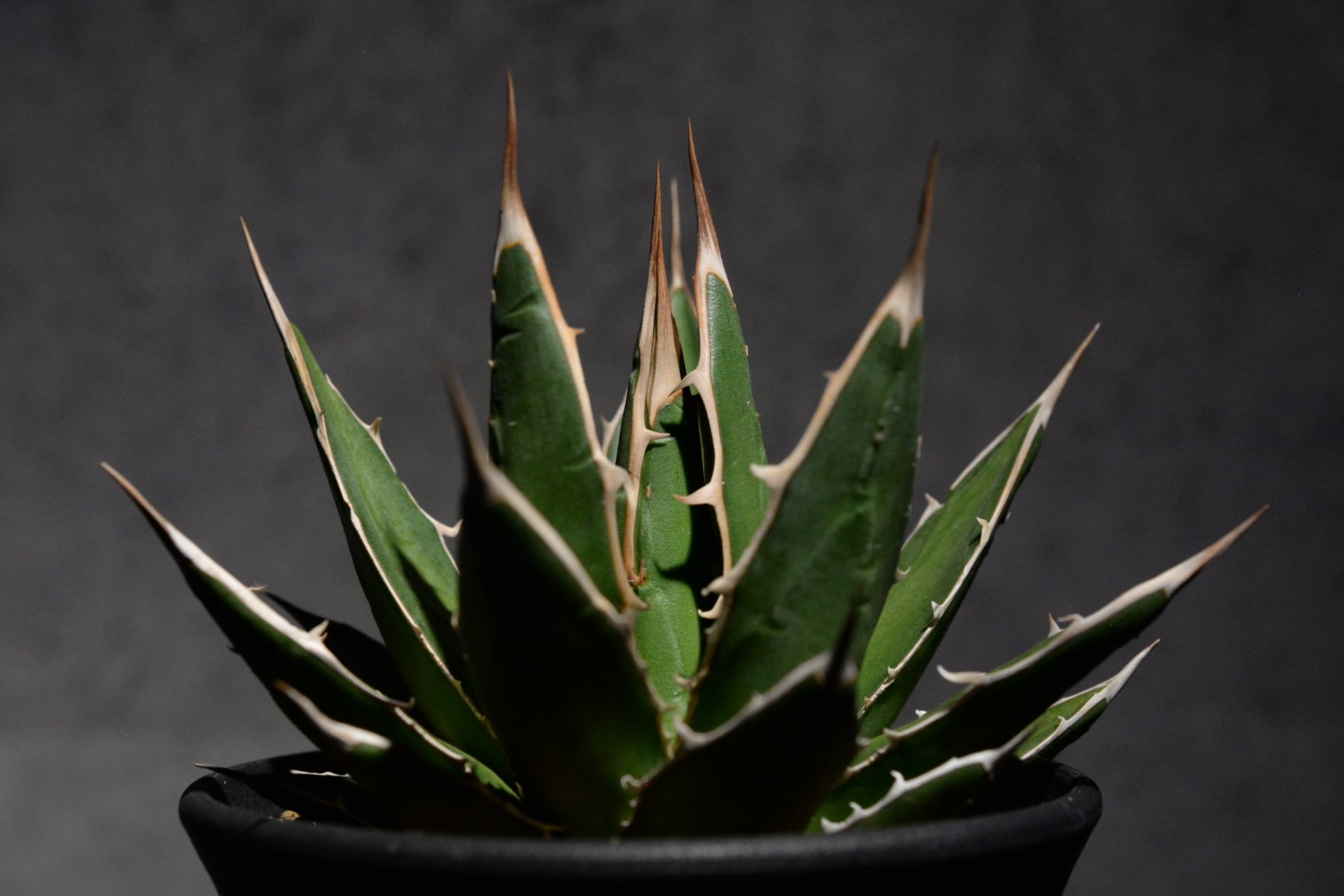 アガベ ホリダ ペロテンシス | N collect plants