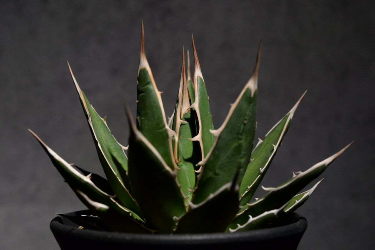 アガベ ホリダ ペロテンシス | N collect plants