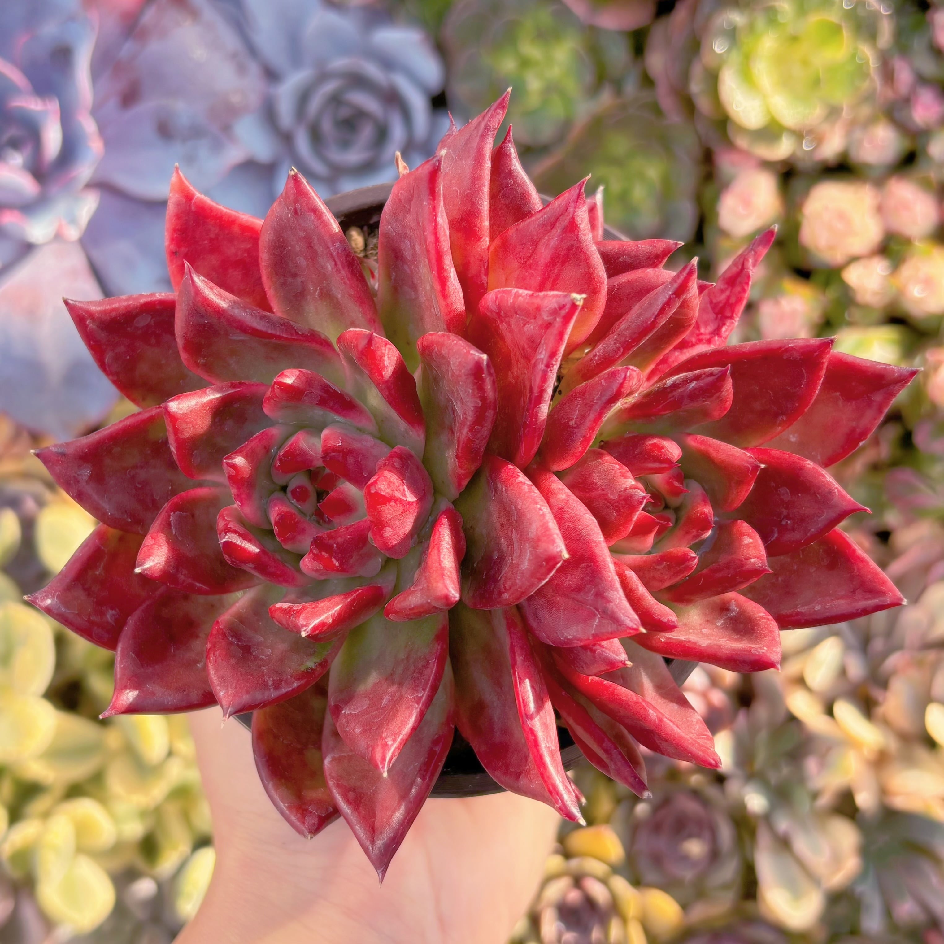 現品　アメストロー#796　群生　るる農園