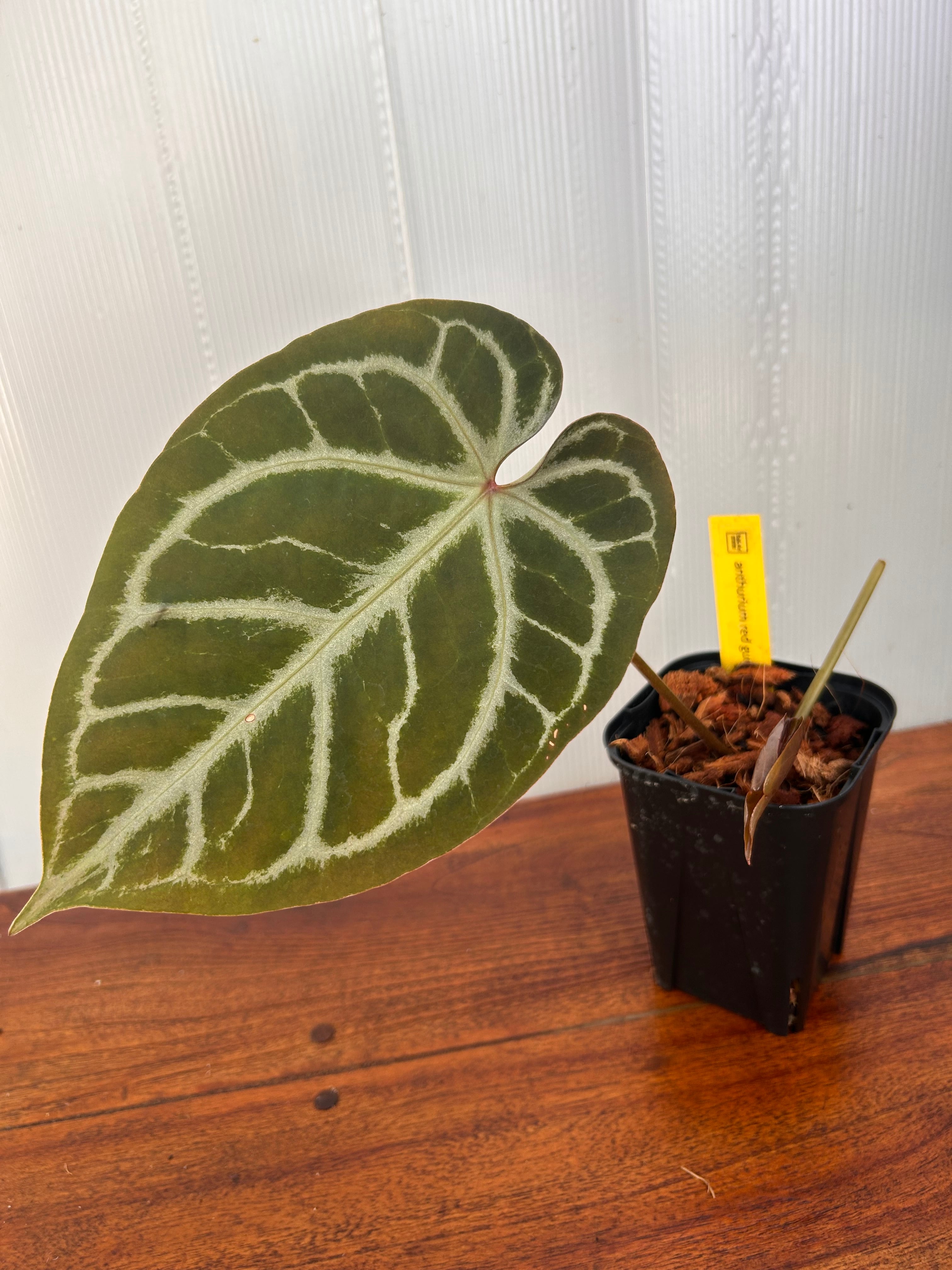 Anthurium | BALI-AN 園芸