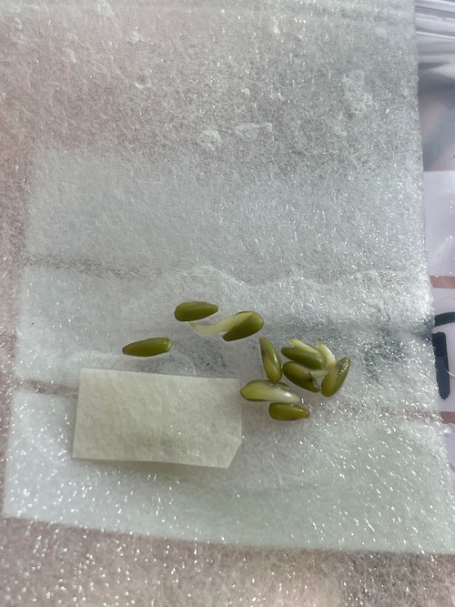 ペラルゴニウム・アウリツム/Pelargonium auritum【種子5粒＋α】