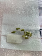 ペラルゴニウム・アウリツム/Pelargonium auritum【種子5粒＋α】