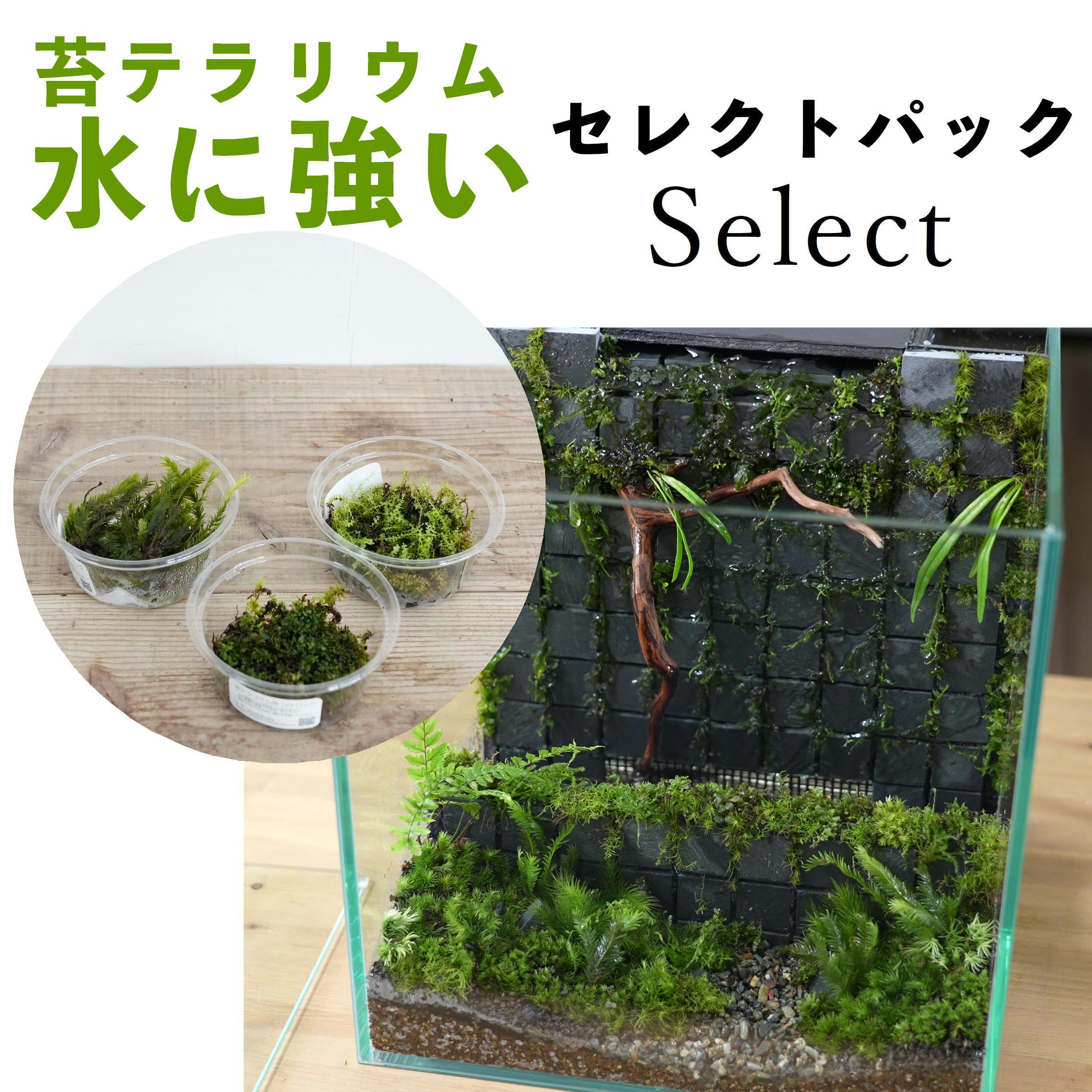 水に強いコケ3種セレクトパック 水の表現 アクアテラリウム用 苔テラリウム専門ショップ道草 水に強いコケ3種セレクトパック 水の表現 アクアテラリウム用 苔テラリウム専門ショップ道草