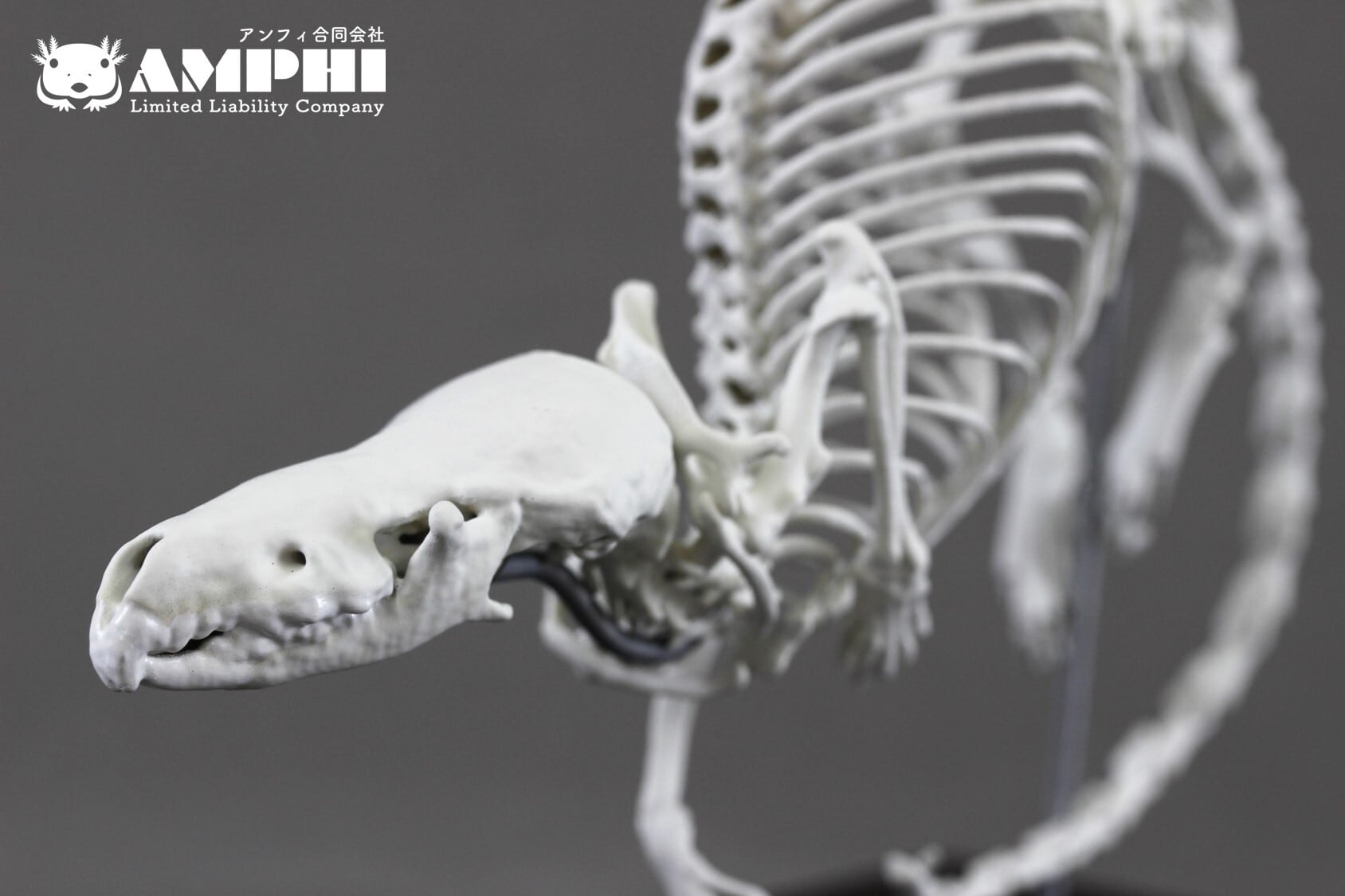 カワネズミ （Chimarrogale platycephalus）2倍拡大全身骨格レプリカ