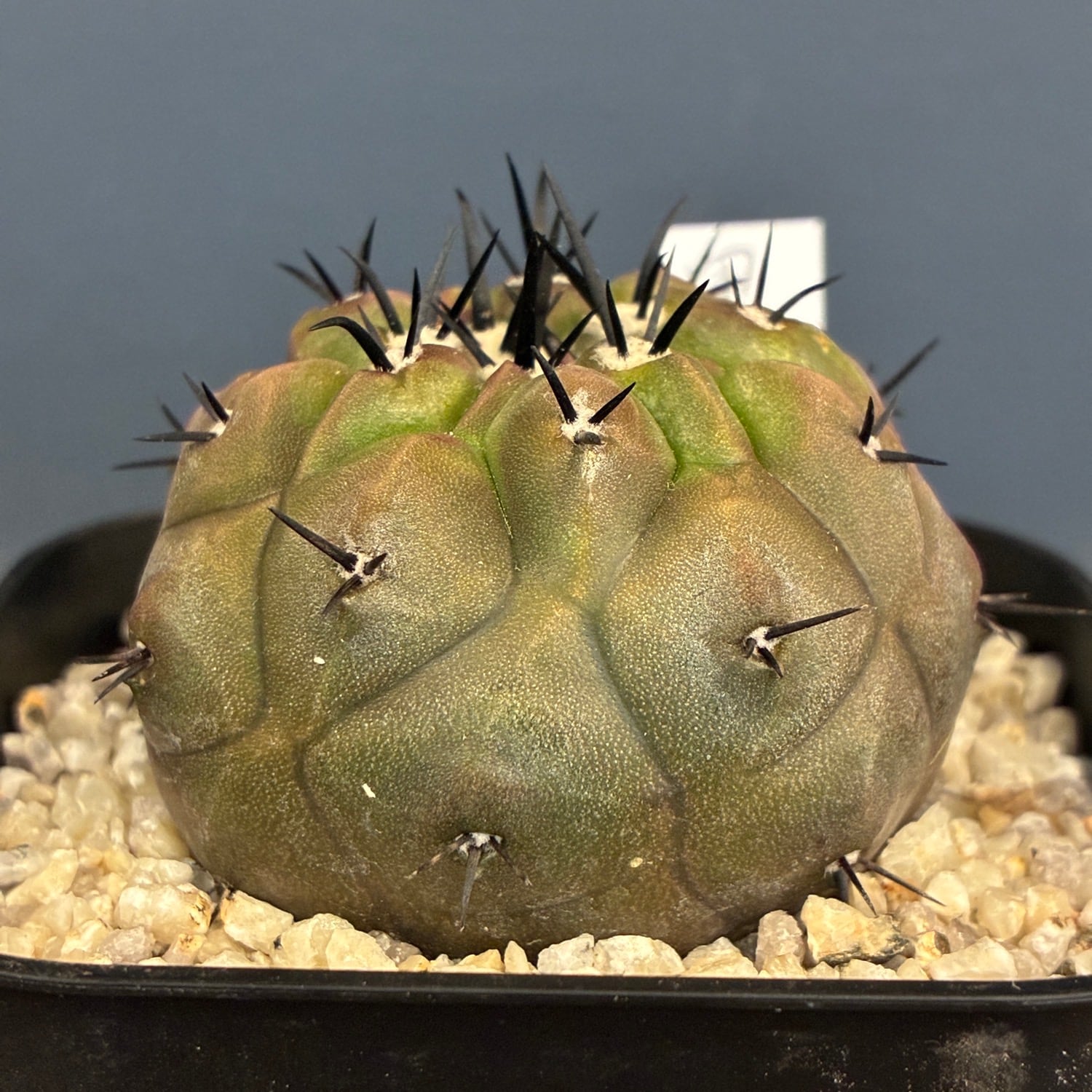 Copiapoa】サボテン コピアポア 黒王丸実生【787】 | PROTOLEAF プロト