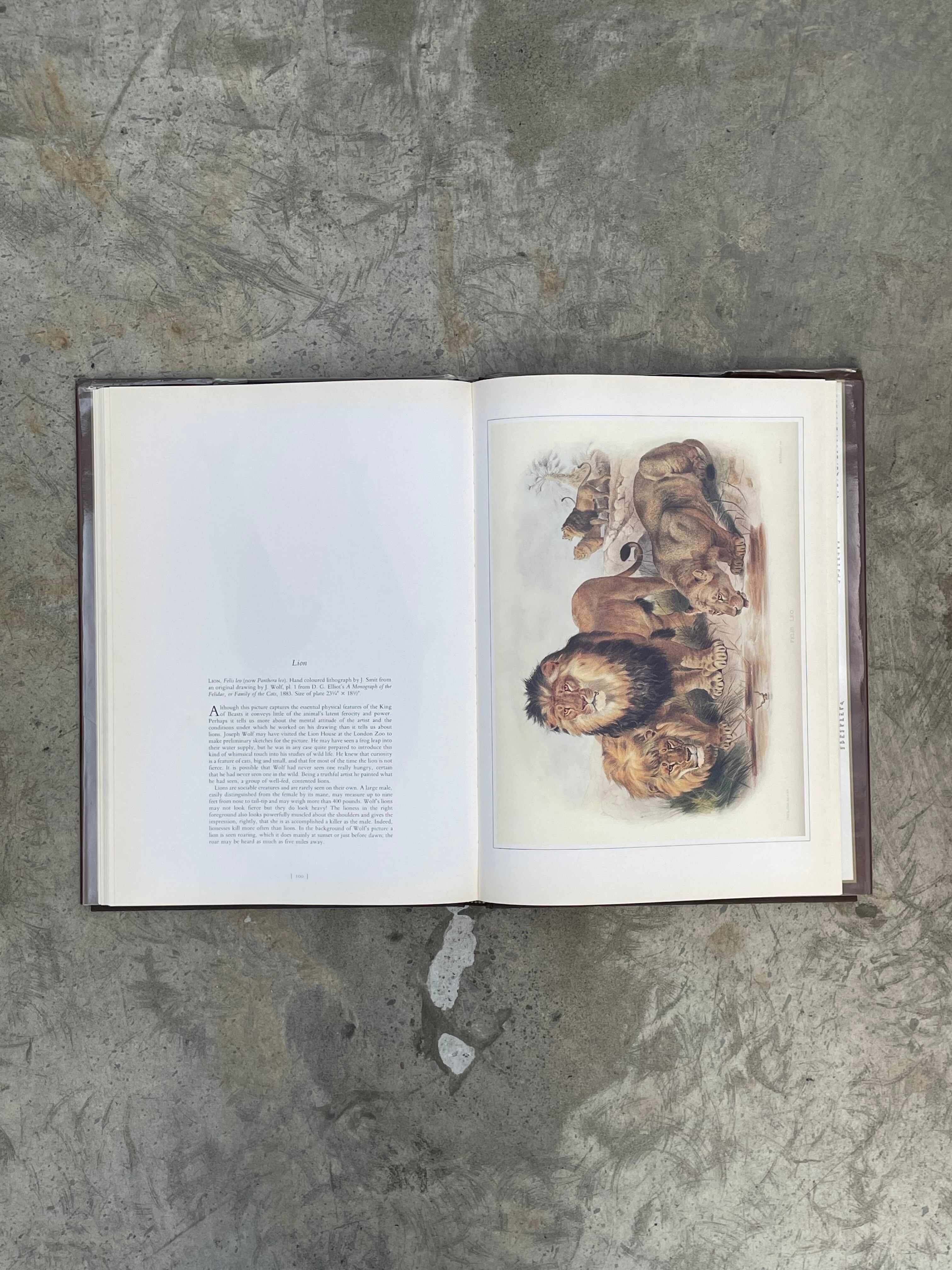 洋書 CLASSIC NATURAL HISTORY PRINTS MAMMALS