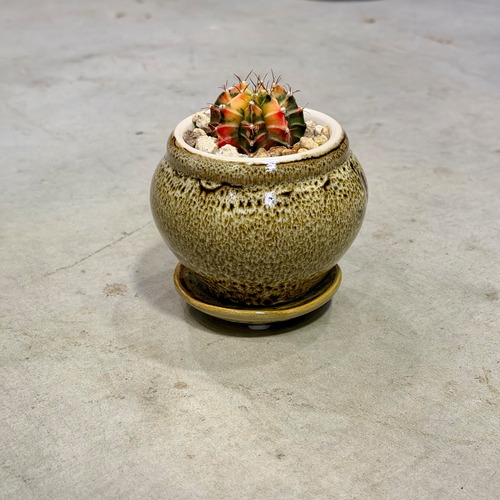 ギムノカリキリウム・ミハノビッチ