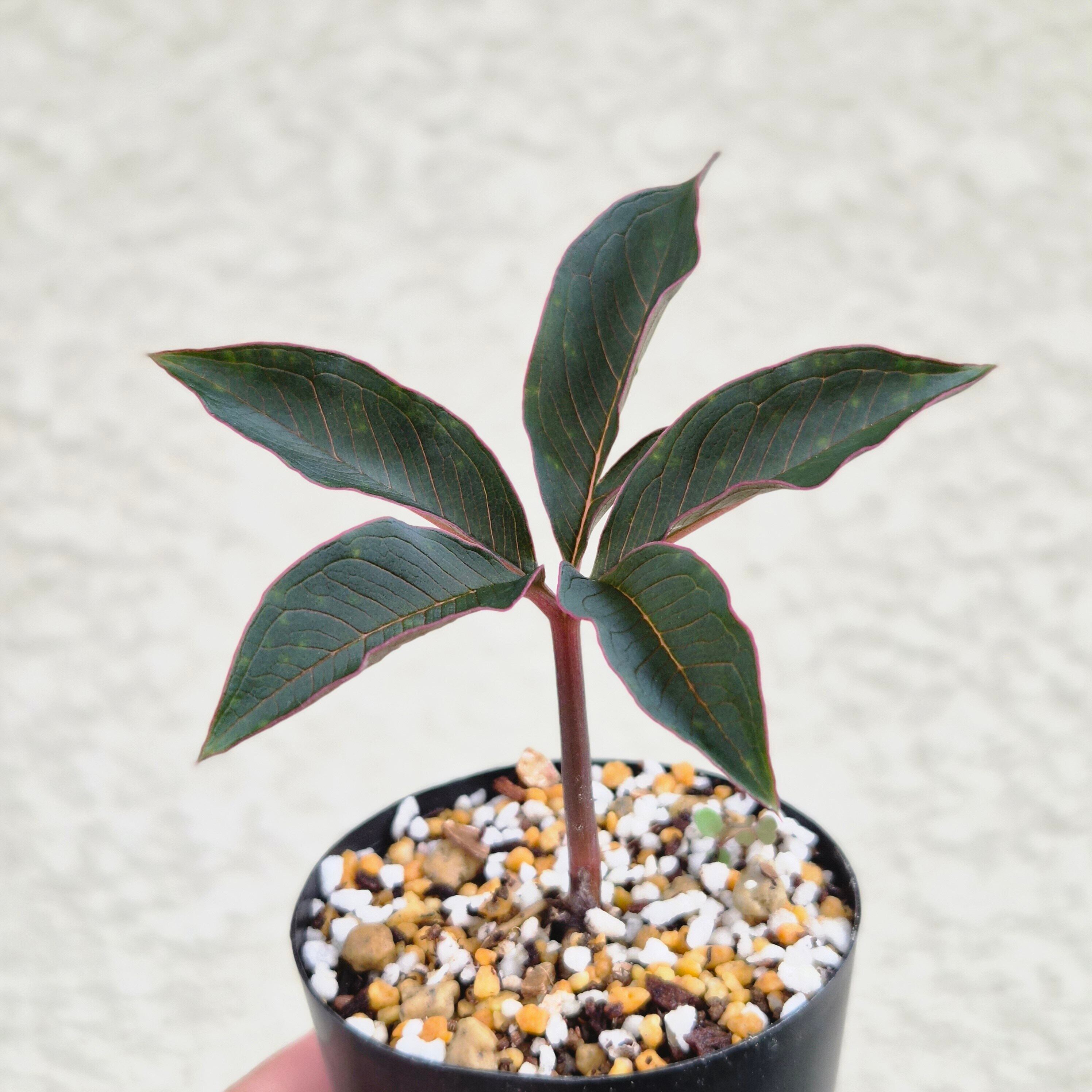 AM11 ♡レア〚 アモルフォファルス アトロビリディス 〛 Amorphophallus Atroviridis 塊根植物 コーデックス