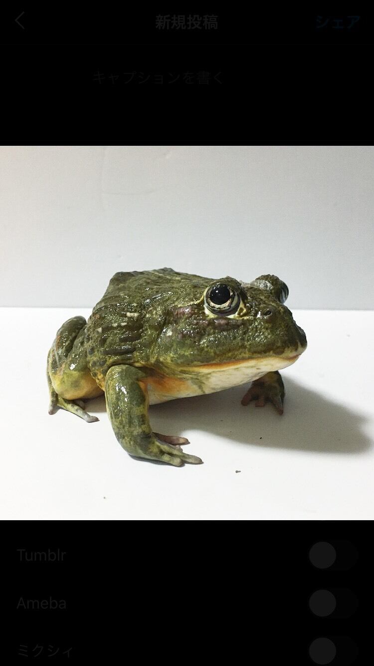 アフリカウシガエル Clinessic