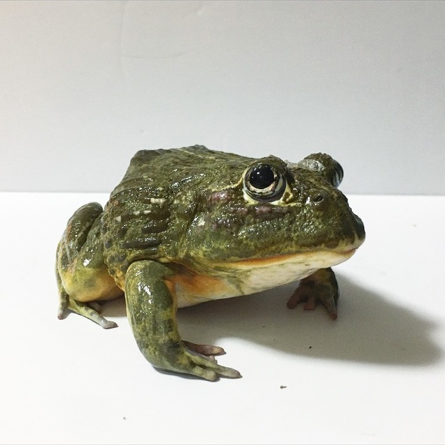 アフリカウシガエル Clinessic アフリカウシガエル Clinessic