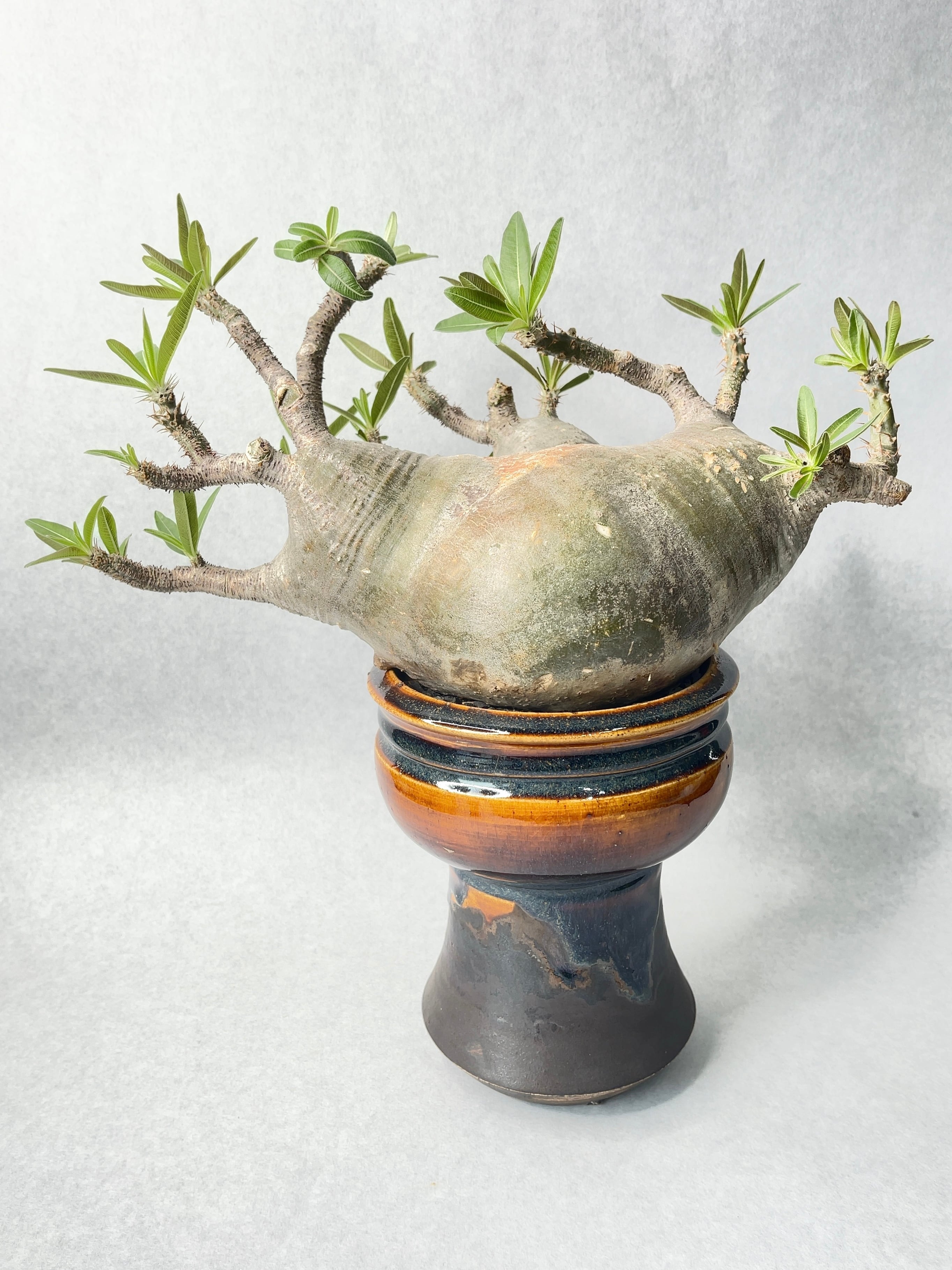 35,000円からの最終値下げ❗️期間限定❗️パキポディウムグラキリス 姫野翔太　鉢 パキポディウム・グラキリス(トリプルヘッド) | trigger