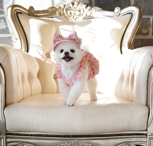 popcorn pumpkin dress set S ~ XL 2color  /  犬服 春夏 新作 ドッグウェア ワンピース 麦わら帽子 お揃い 可愛い 犬の服 おしゃれ top140