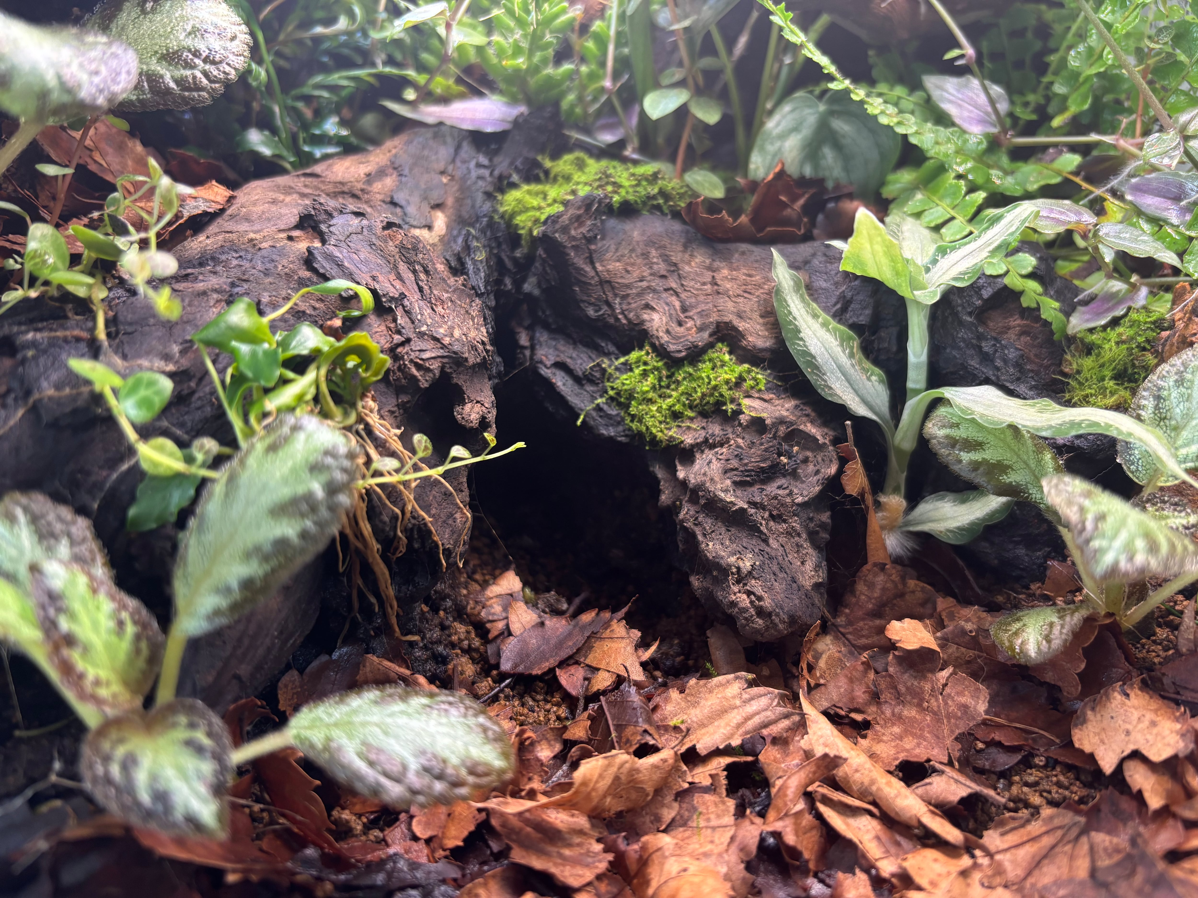 旧グラステラリウム3030 多湿系ビバリウム | SCALE_VIVARIUM | 蝉