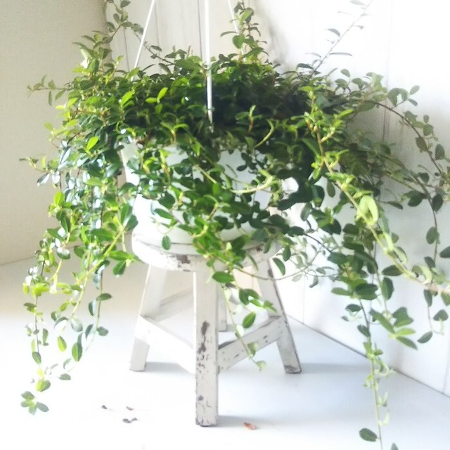 送料無料 稀少種 フィカスシャングリラ つる性ガジュマル 6号 幸運を呼ぶ縁起観葉植物 鉢ごと発送 吊り鉢 Phylica 送料無料 稀少種 フィカスシャングリラ つる性ガジュマル 6号 幸運を呼ぶ縁起観葉植物 鉢ごと発送 吊り鉢 Phylica