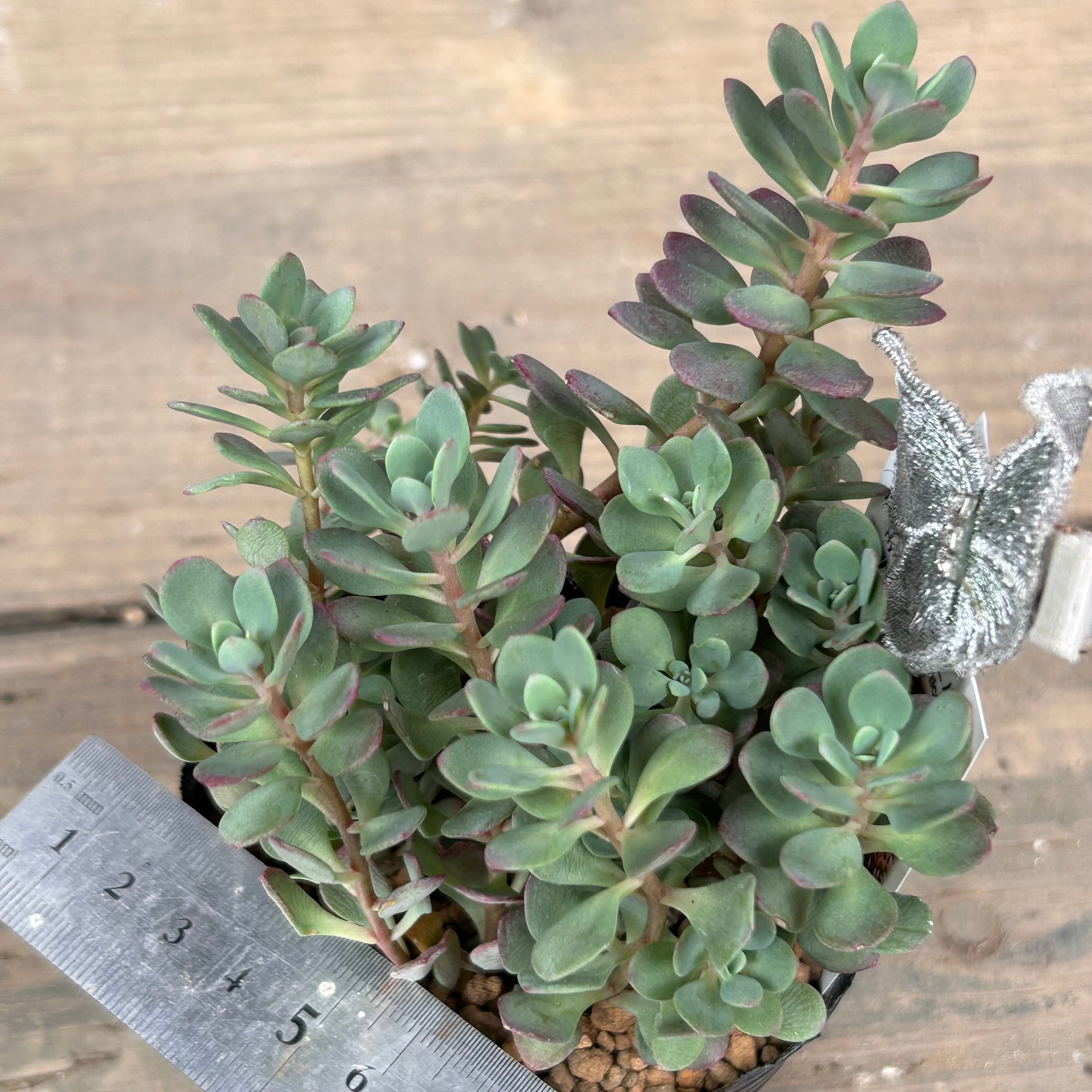 赤葉ヒダカミセバヤ | RuPo 多肉植物専門店