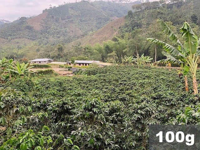 コロンビア | ナリーニョ　チャチャグイ　カサブイ農村　ウォッシュド | コーヒー豆100g