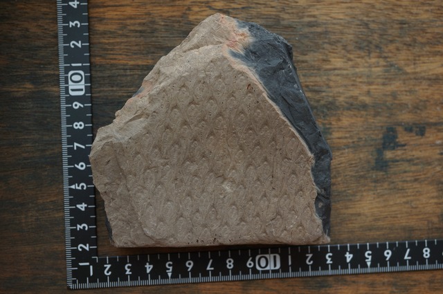 ポーランド産鱗木(ヒカゲノカズラ類)化石  Lepidodendron aculeatum 2432