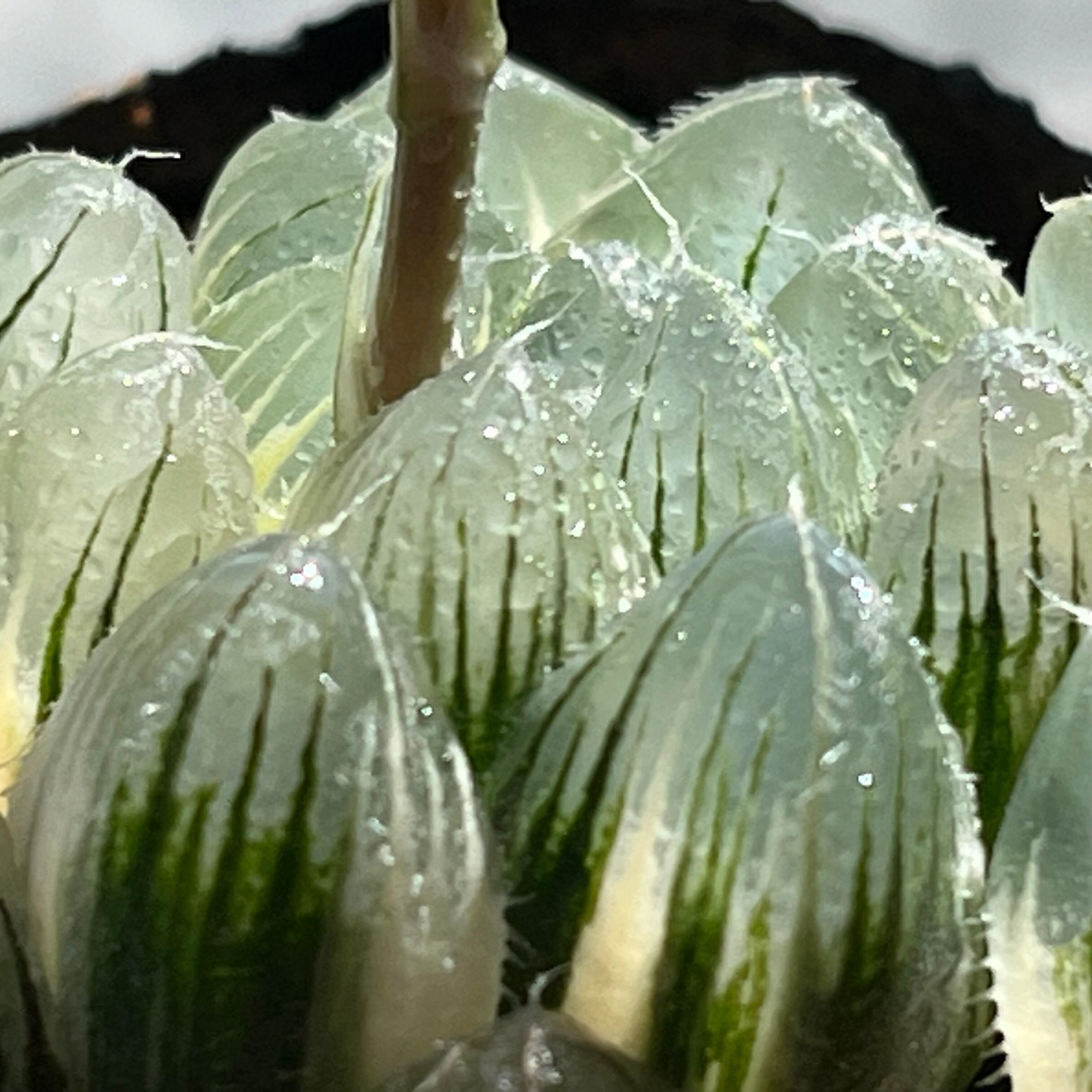 ハオルチア 雫絵巻錦 | mocono_plants