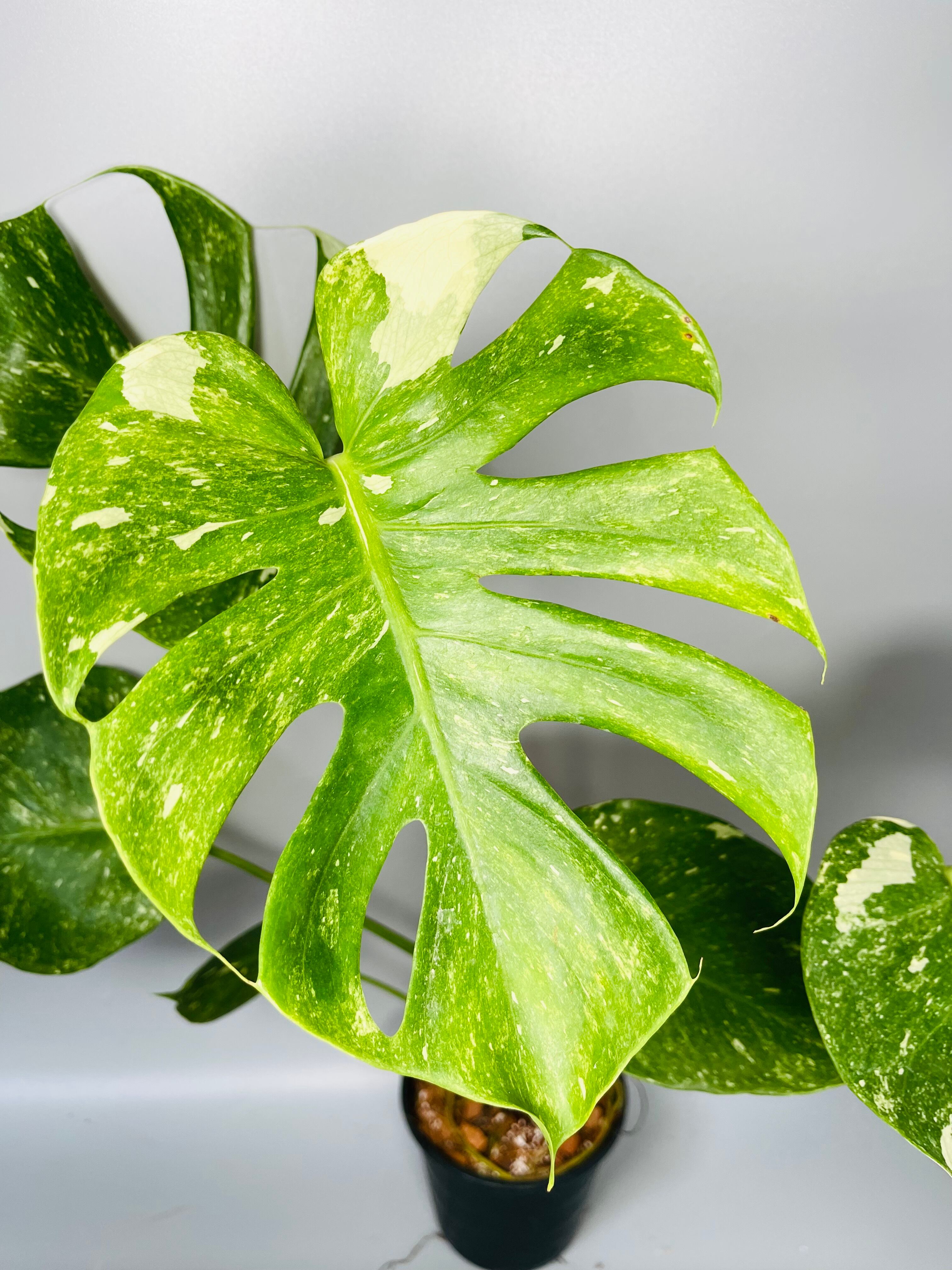 Monstera Deliciosa “Platinum”デリシオーサ プラチナ Monstera Monstera Deliciosa “Platinum”デリシオーサ プラチナ Monstera