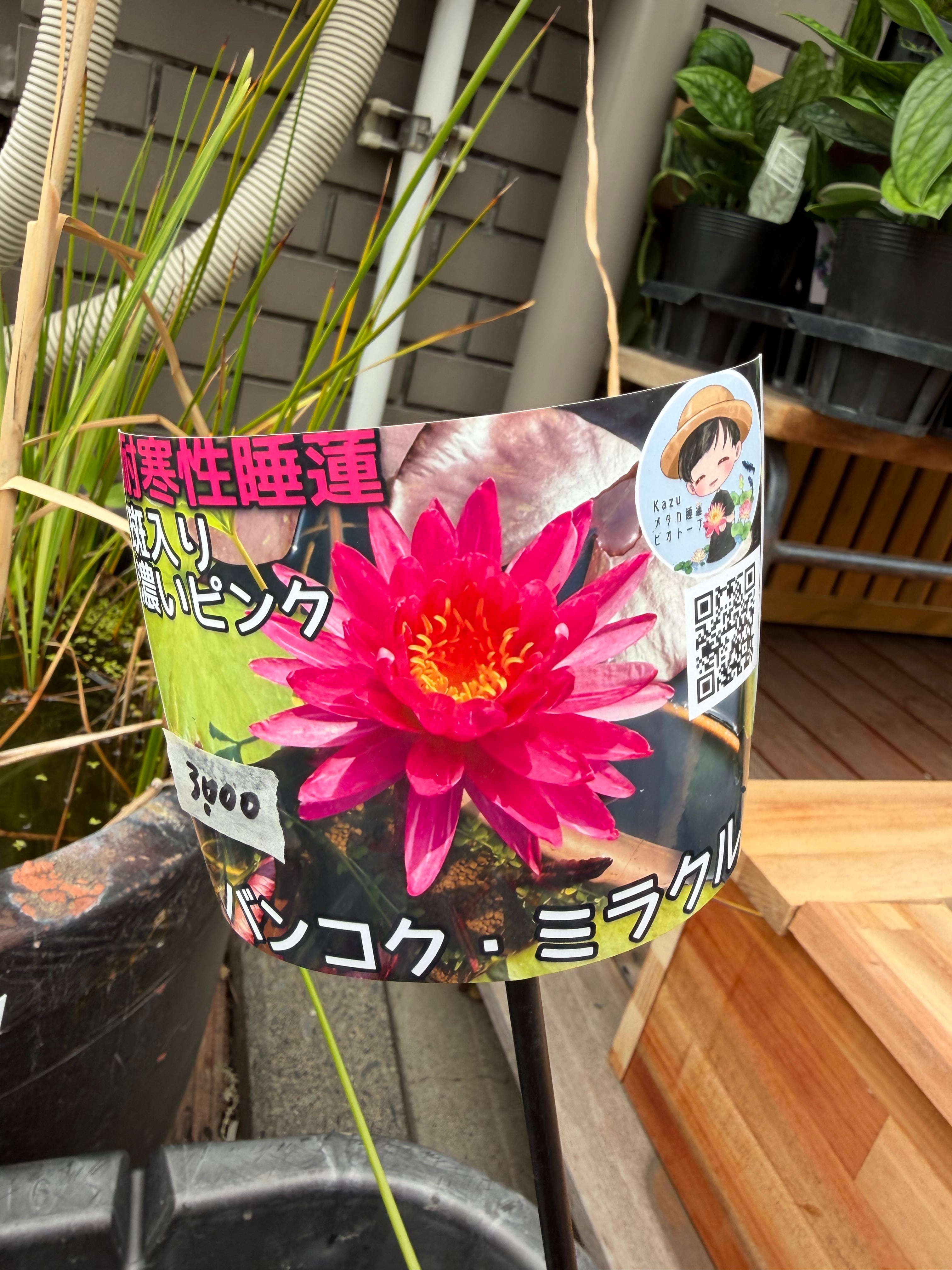 耐寒性バンコクミラクル】カズさんの睡蓮限定販売（YouTubeで有名な