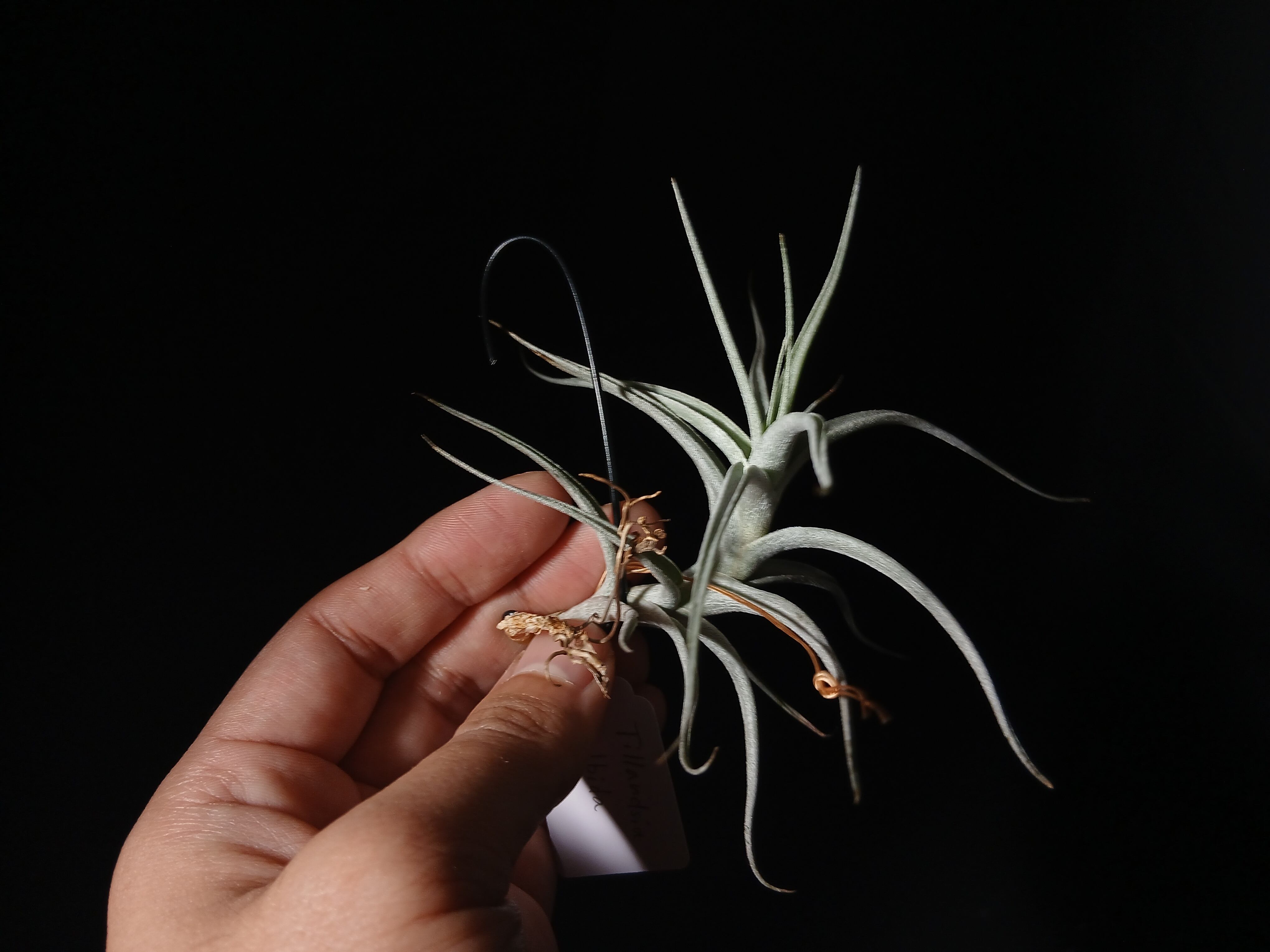 T. ‘Domingos Funckiana' T'S TROPICALS Tillandsia Domingo's Funckiana. One of my favorites.