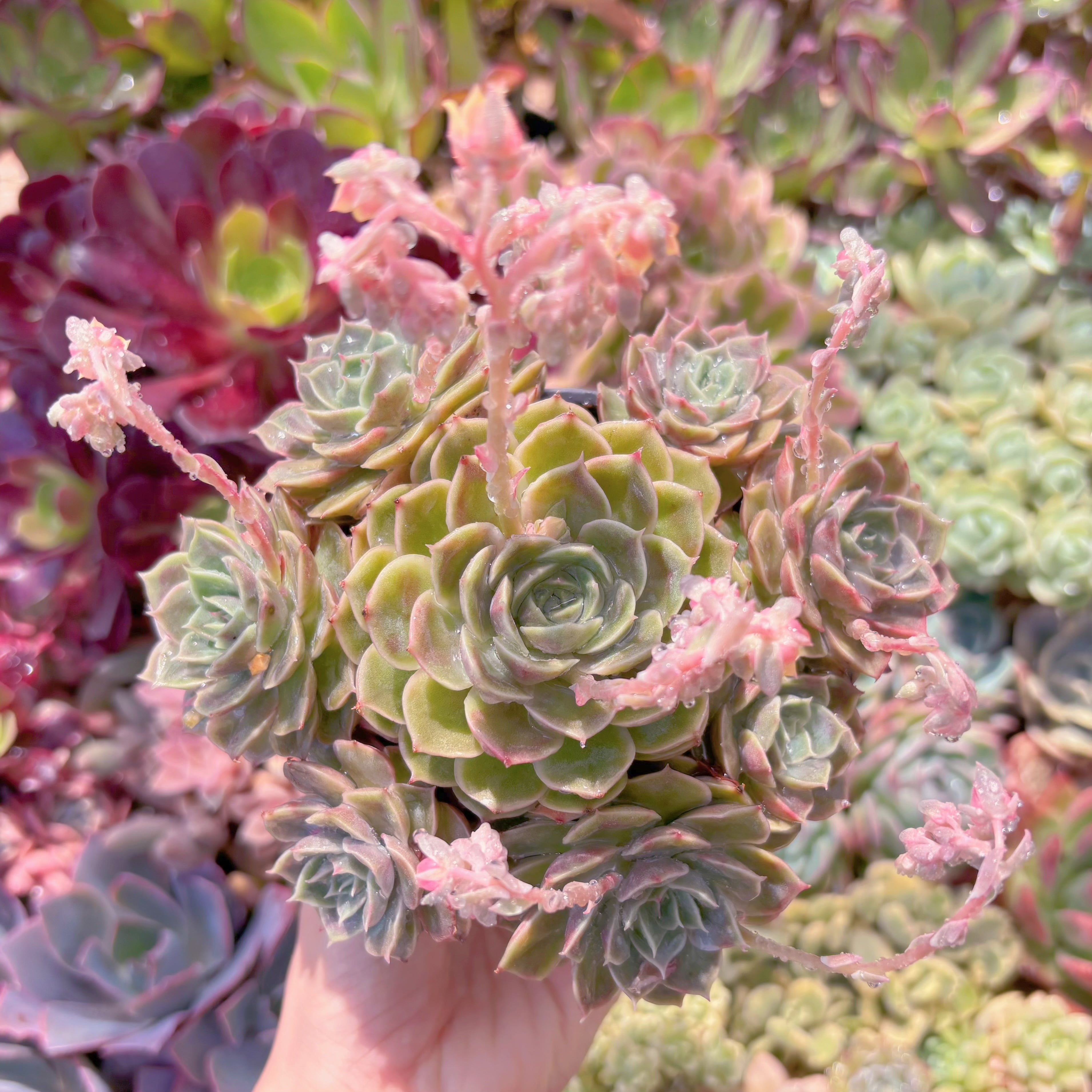 現品　オンスロー#A17　大群生　新入荷　るる農園