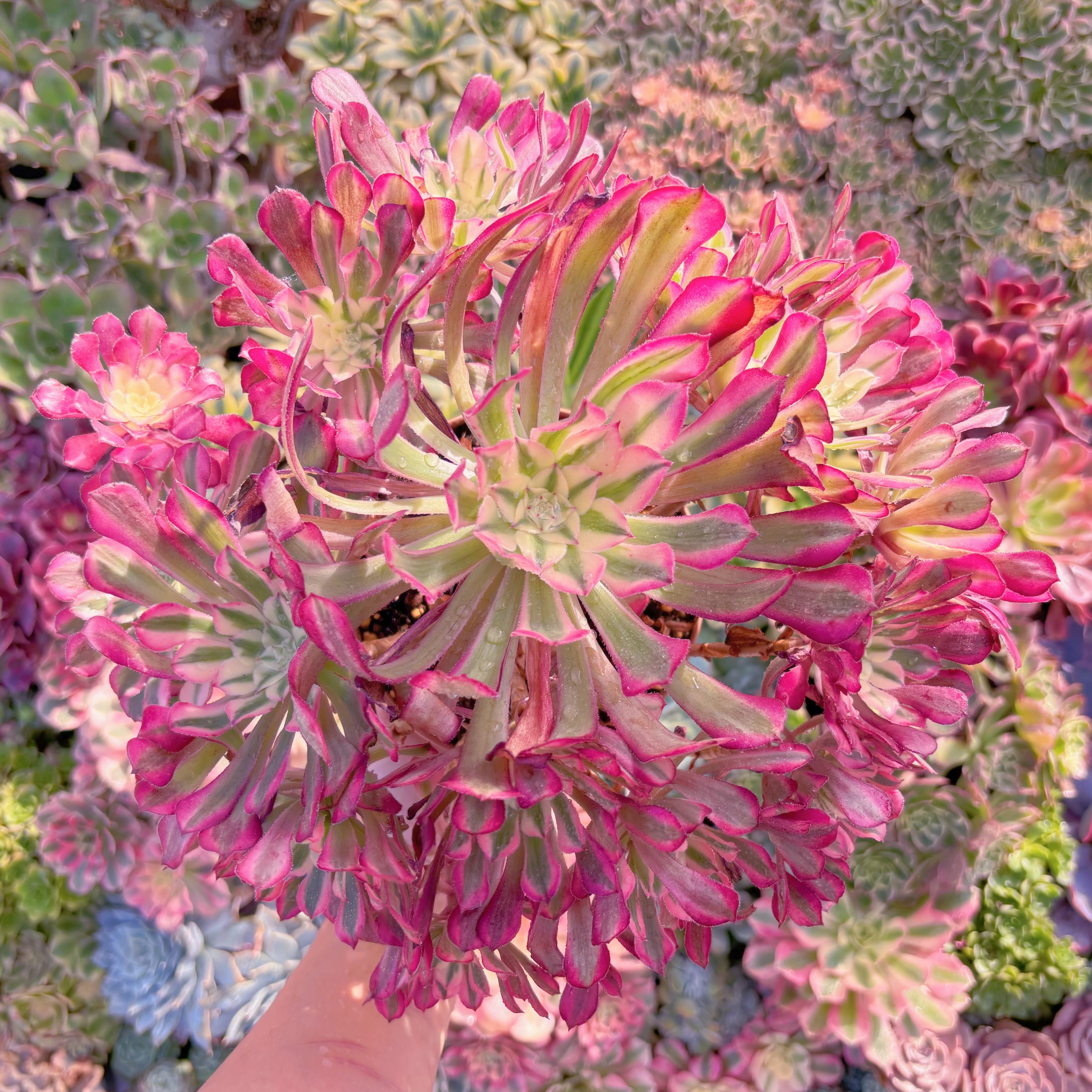 現品　ブラックチェリー#M170　特大群生　新入荷　るる農園