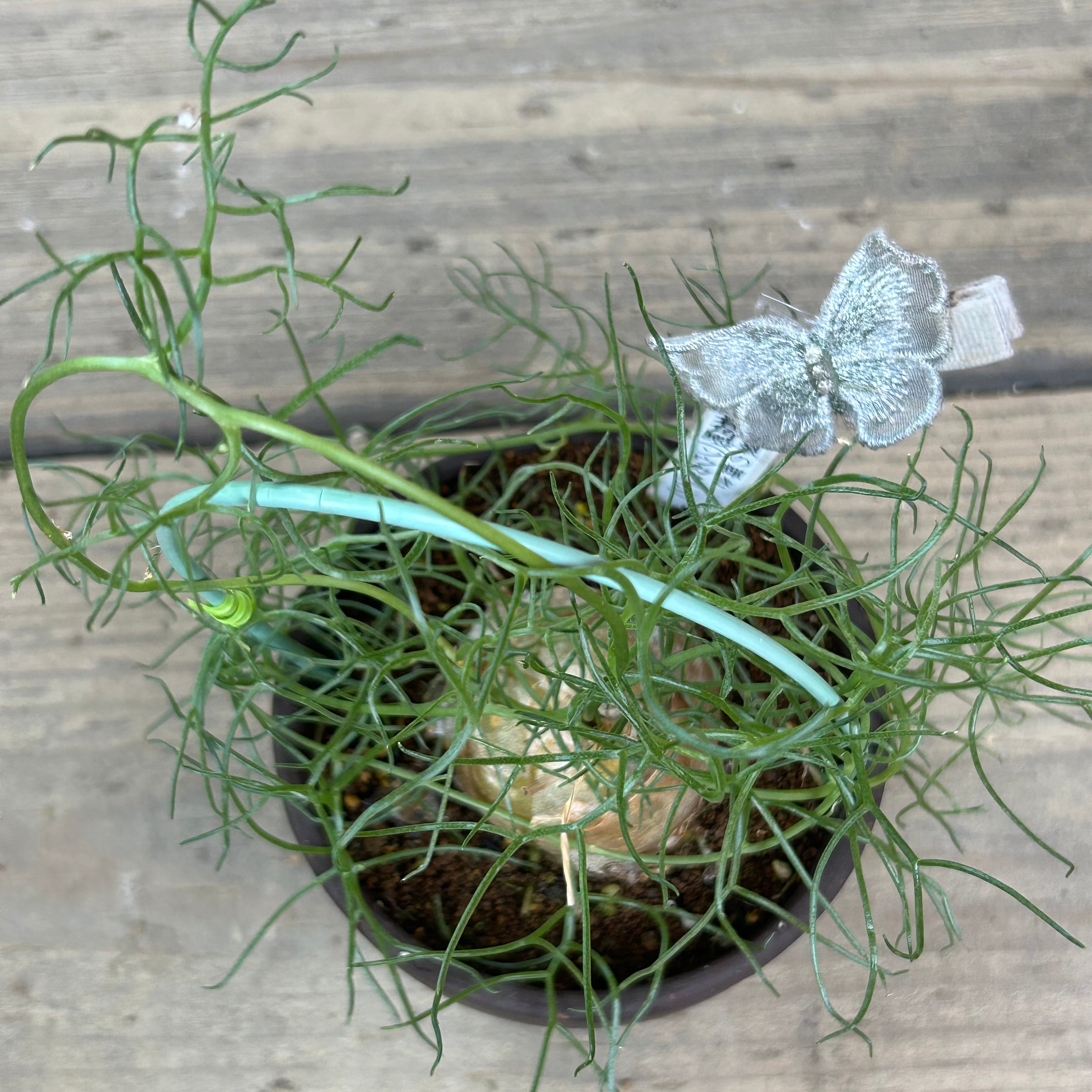 蒼角殿20個ぐらい 【公式通販】